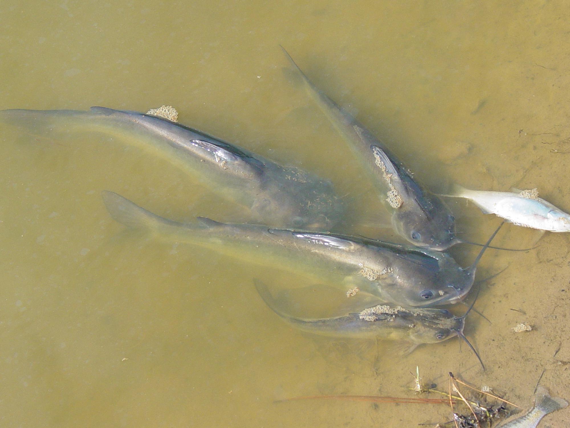 February through April are common months for fish to become stressed and die. Water quality, specifically issues with alkalinity, may be the root cause. (MSU Extension Service file photo/Kevin Hudson)