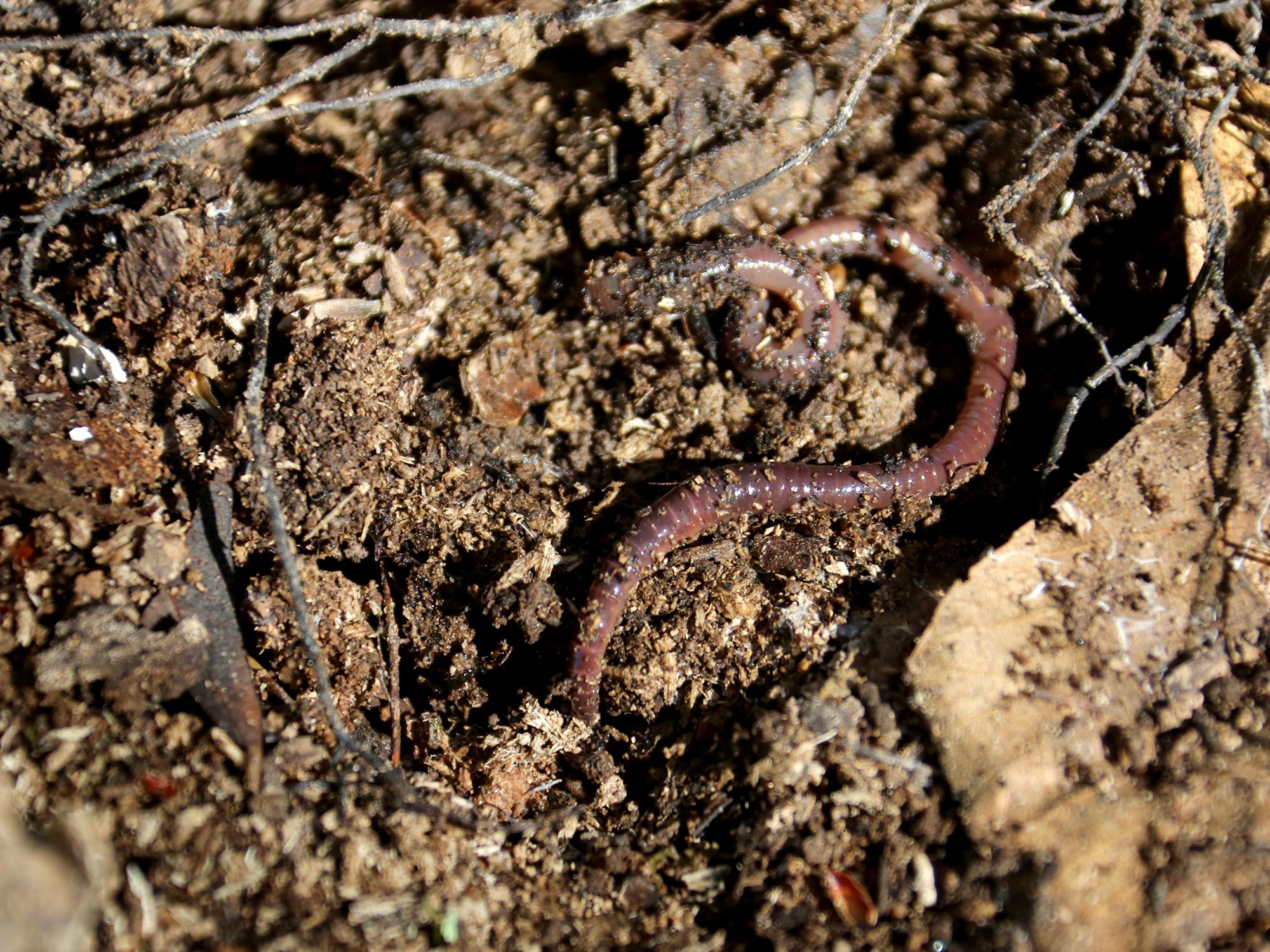 Earthworms improve soil by creating pores to allow greater water infiltration for growing plants. They also help decompose dead plant material into nutrients that plants can use to grow. (Photo by MSU Extension Service/Kat Lawrence)