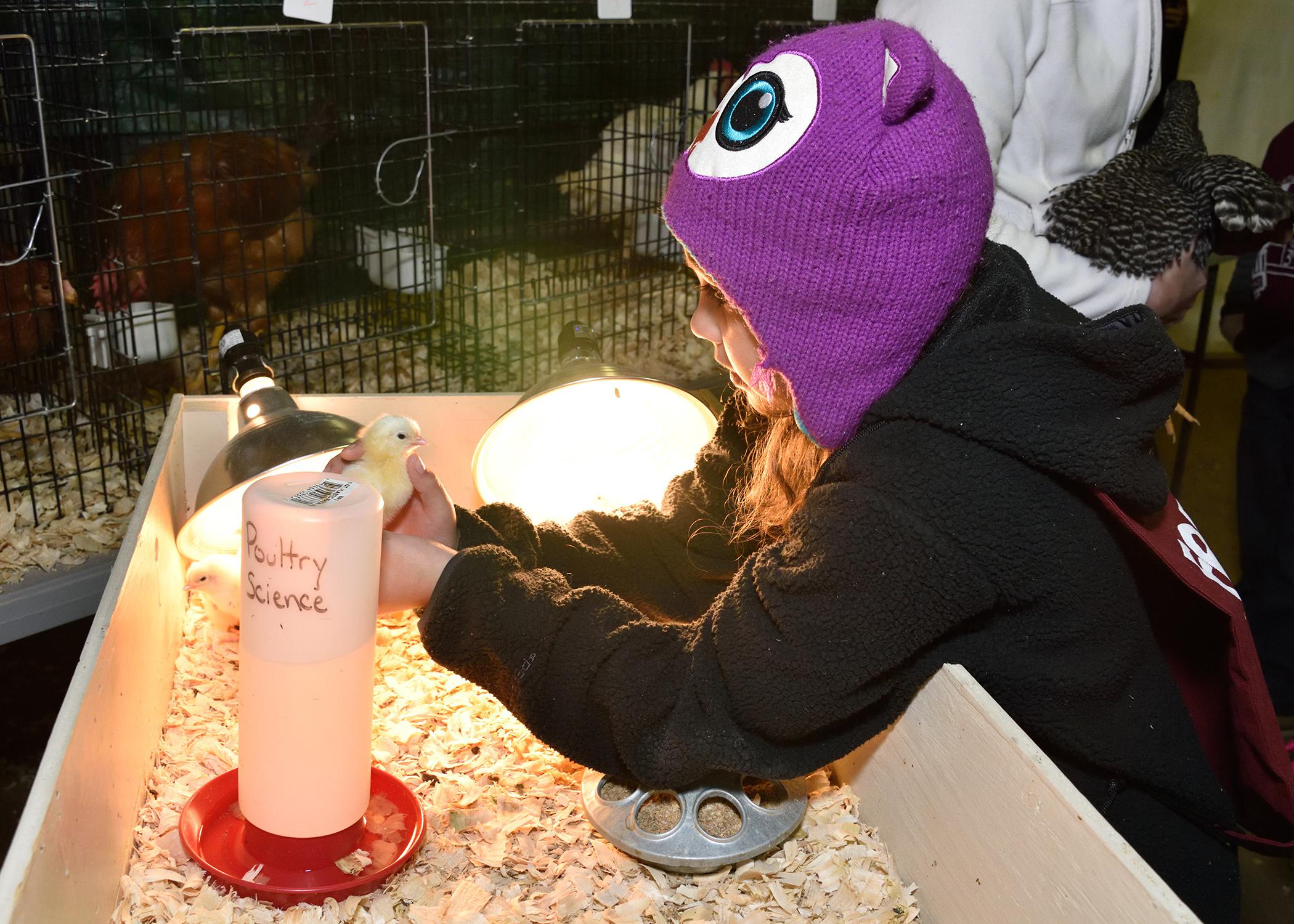 Aimee Buckley, a member of Morgan Moss’s third-grade class at Houston Upper Elementary School, holds a chick at the FARMtastic event at Mississippi State University on Nov. 13, 2014. (Photo by MSU Ag Communications/Kevin Hudson)