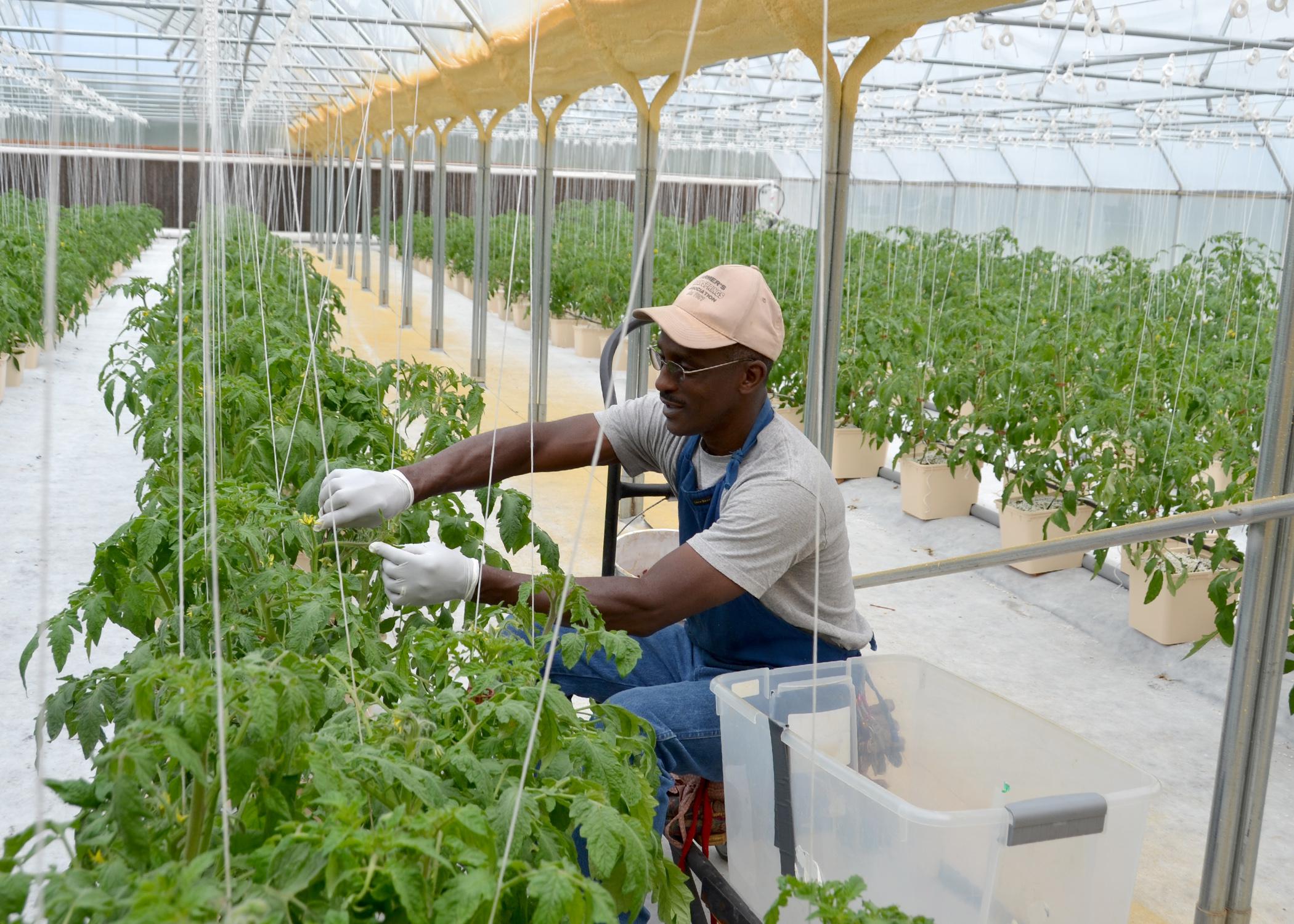 Leon Eaton removes suckers from his heirloom Cherokee Purple tomato plants on March 28, 2015. Eaton grows tomatoes and other vegetables he grows hydroponically on his Mount Olive, Mississippi, farm and sells them at farmers markets. (Photo by MSU Ag Communications/Susan Collins-Smith)