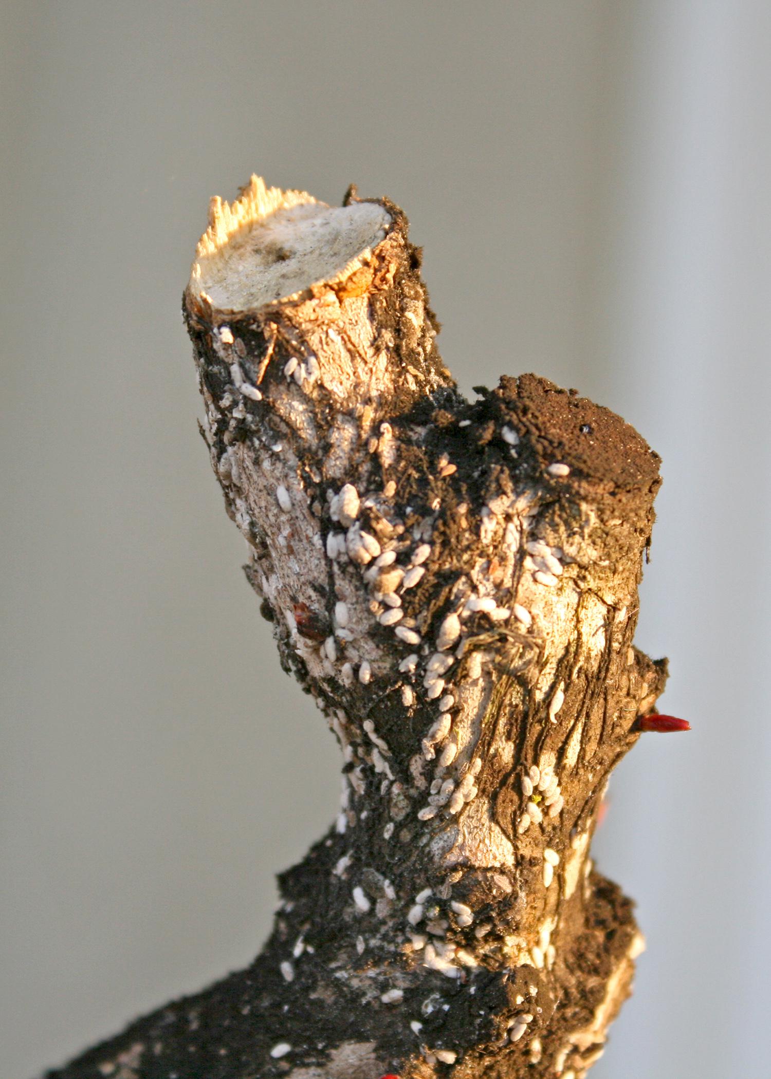Crape myrtle bark scale were found in Mississippi in March. This invasive insect, photographed in Ocean Springs, Mississippi, on March 15, 2015, attacks beautiful and normally low-maintenance crape myrtles. (Photo by MSU Extension Service/Gary Bachman)