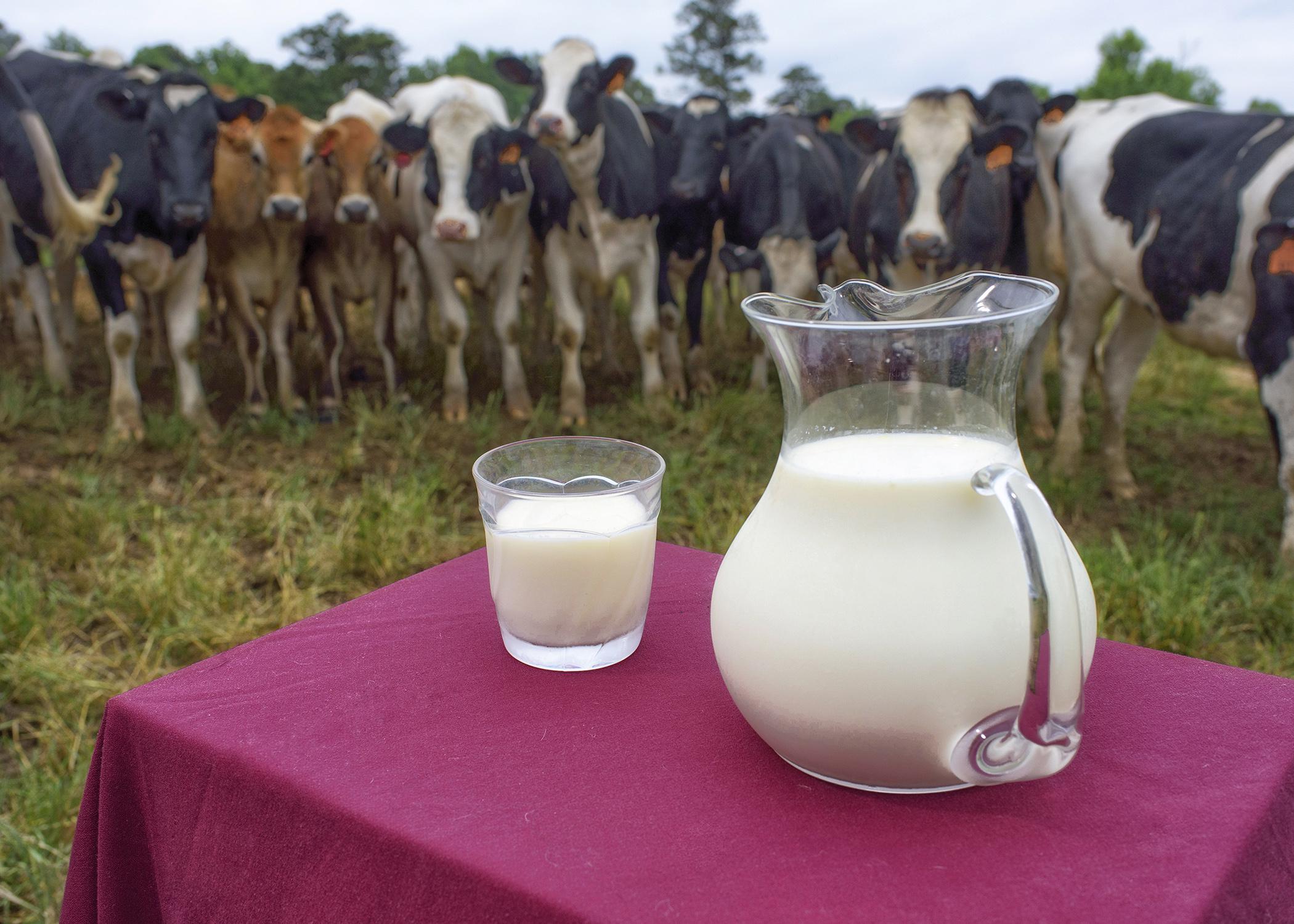 Milk, such as this pictured with the Mississippi State University award-winning dairy herd, is rich in vitamin D and calcium. (Photo by Kevin Hudson/MSU Ag Communications)
