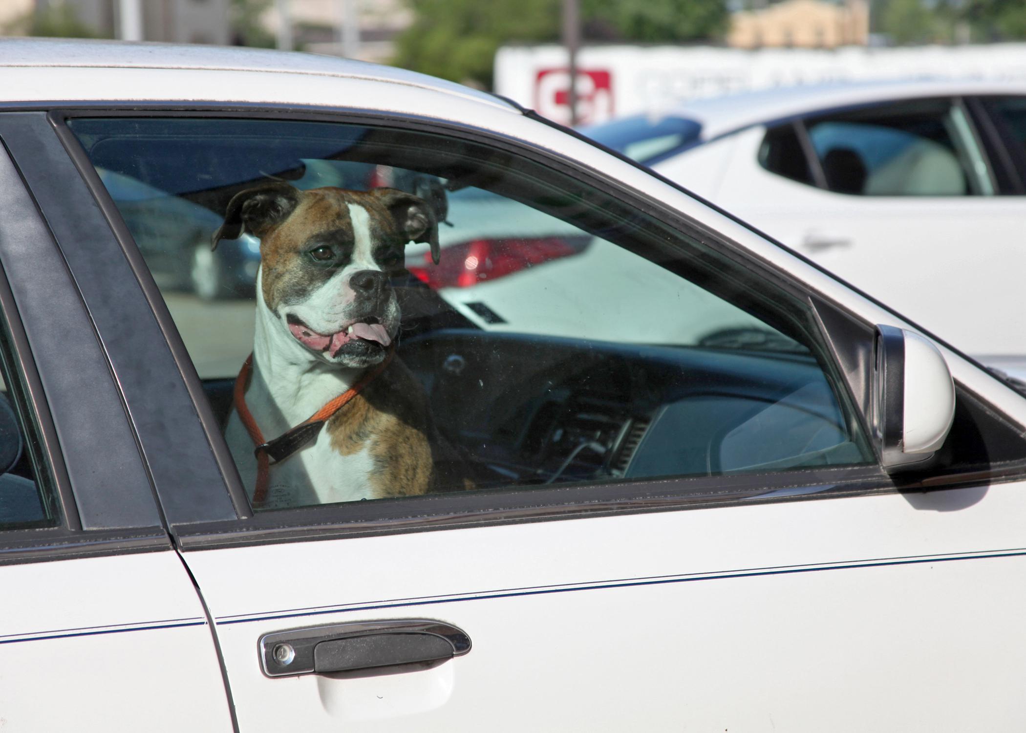 Pets left inside vehicles, especially on hot summer days, can suffer heat exhaustion and heatstroke. (Staged photo by MSU Ag Communications/Kat Lawrence)