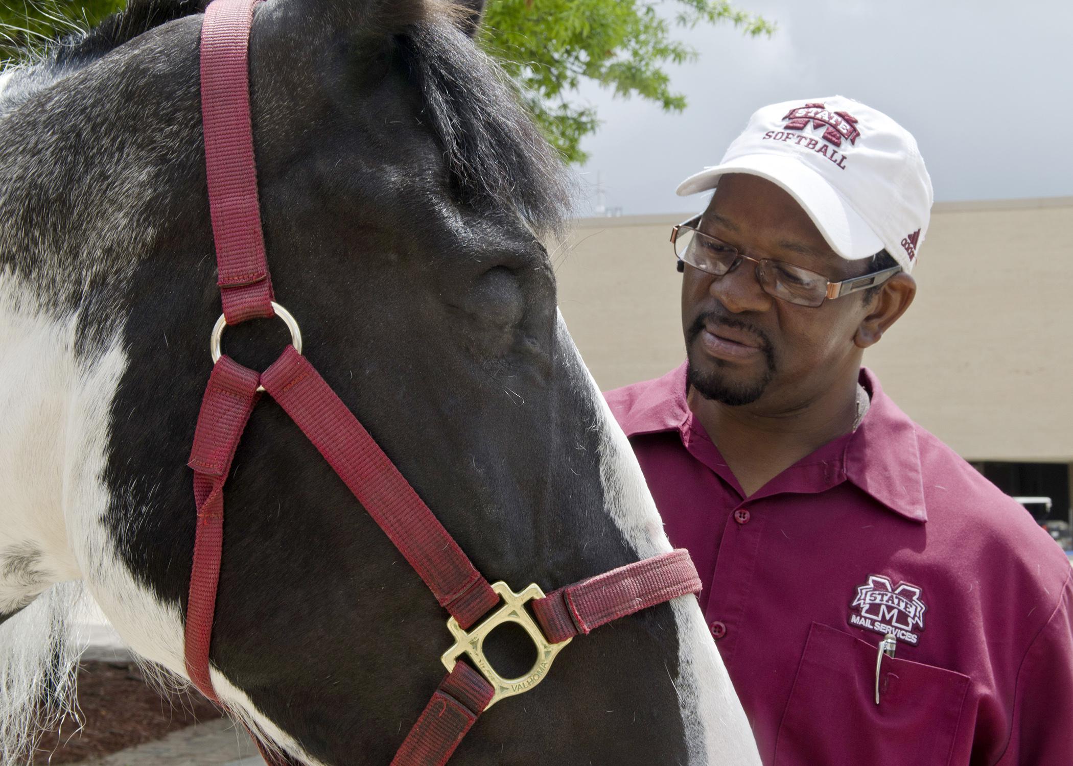 Tender, a horse owned by Henry Wilson of Columbus, is one of the first patients to benefit from a new operating procedure developed by veterinary professors at the Mississippi State University College of Veterinary Medicine. The method minimizes surgical stress and complications. (Photo by MSU College of Veterinary Medicine/Tom Thompson)