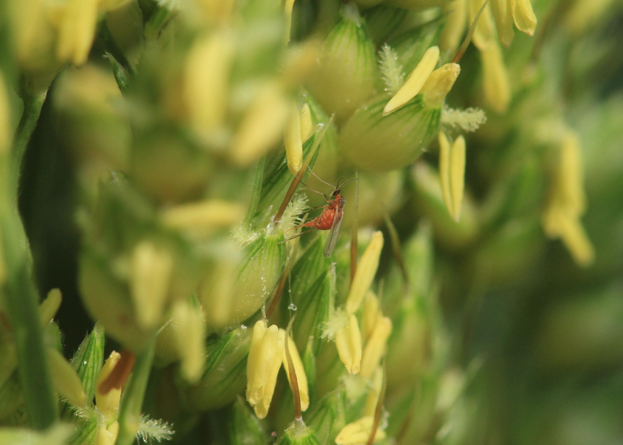 This year, producers planted about 90,000 acres of grain sorghum throughout the state. Early plantings have been affected more than usual by the sorghum midge, an insect that feeds on plants while they are in bloom. (Submitted photo)