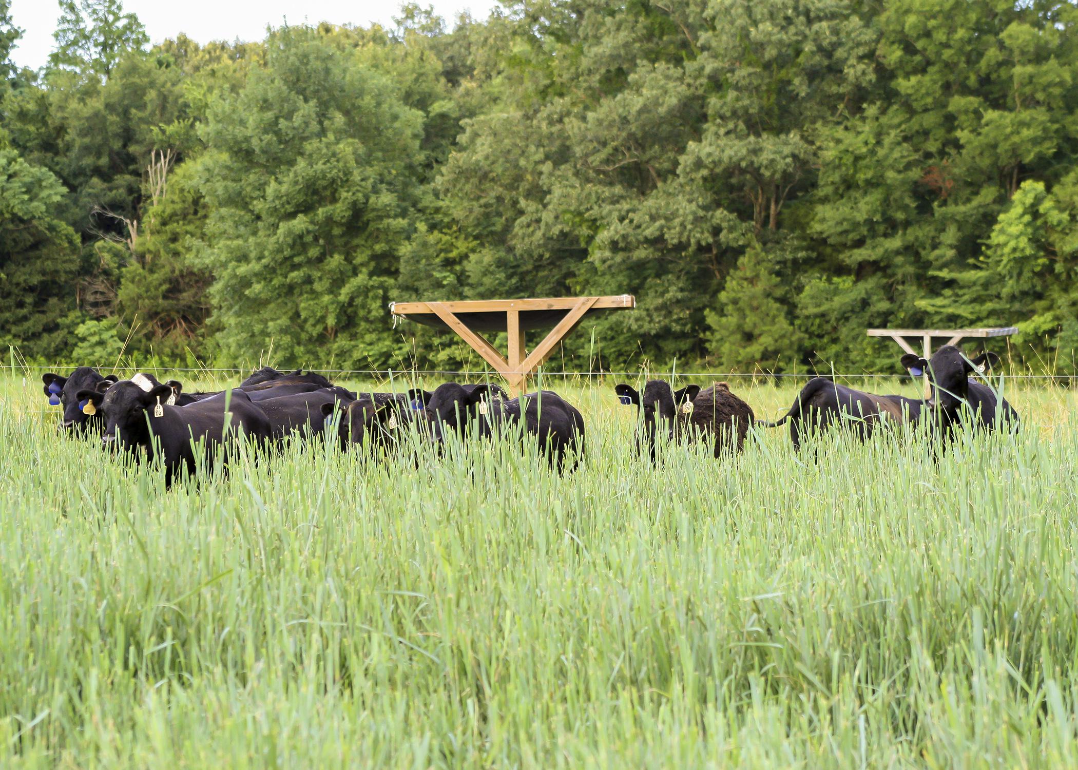 A Mississippi Agricultural and Forestry Experiment Station study of beef from cattle that forage on warm-season, native grasses indicates a positive reception by consumers. These grasses are beneficial to wildlife, especially ground-nesting birds. (Submitted photo)