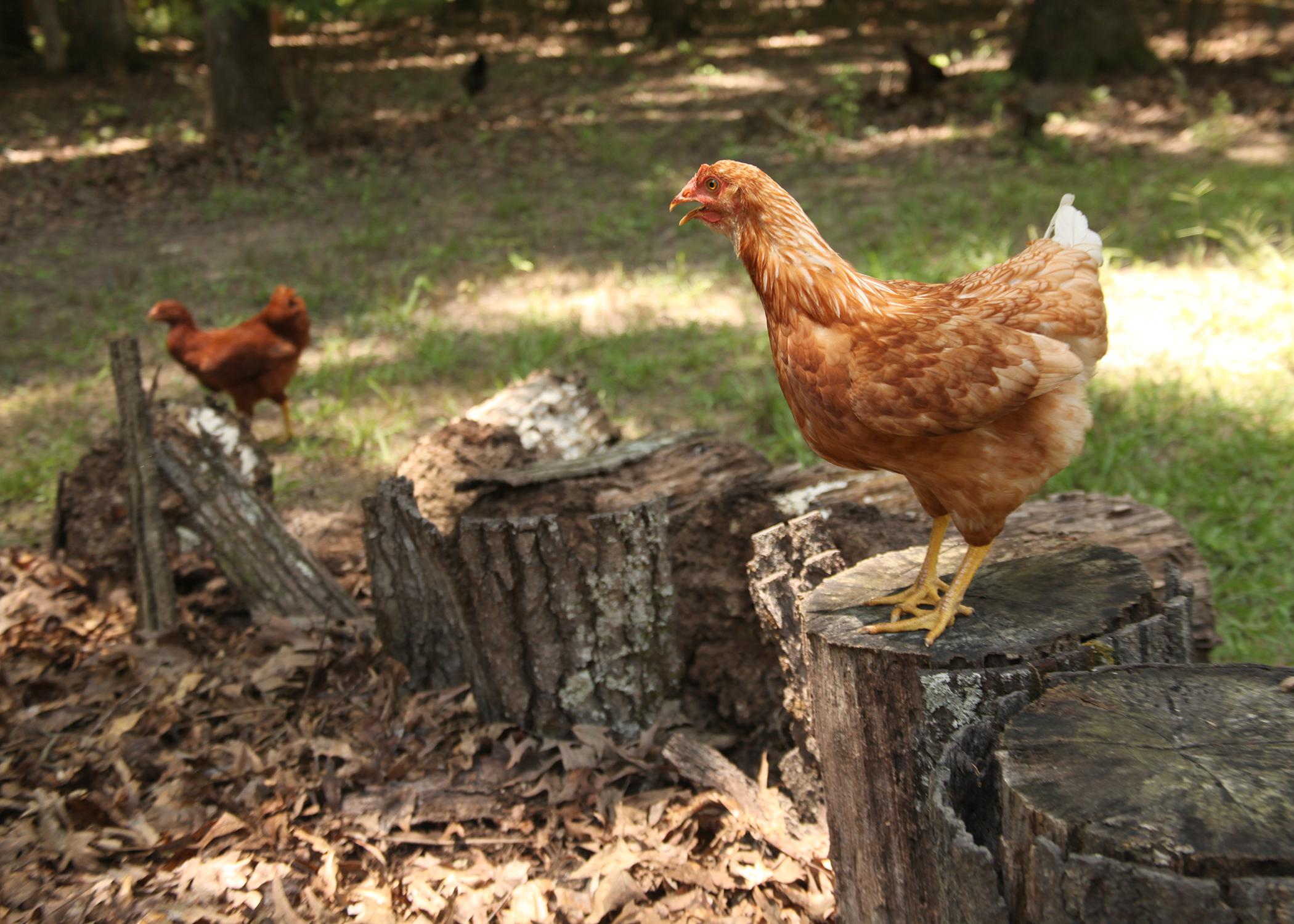 Poultry raised in backyard flocks, such as this Oktibbeha County chicken on July 25, 2015, will be just as vulnerable as commercial flocks to highly pathogenic avian influenza, also known as bird flu, later this year when migratory waterfowl return from nesting grounds in infected states. (Photo by MSU Ag Communications/Kat Lawrence)