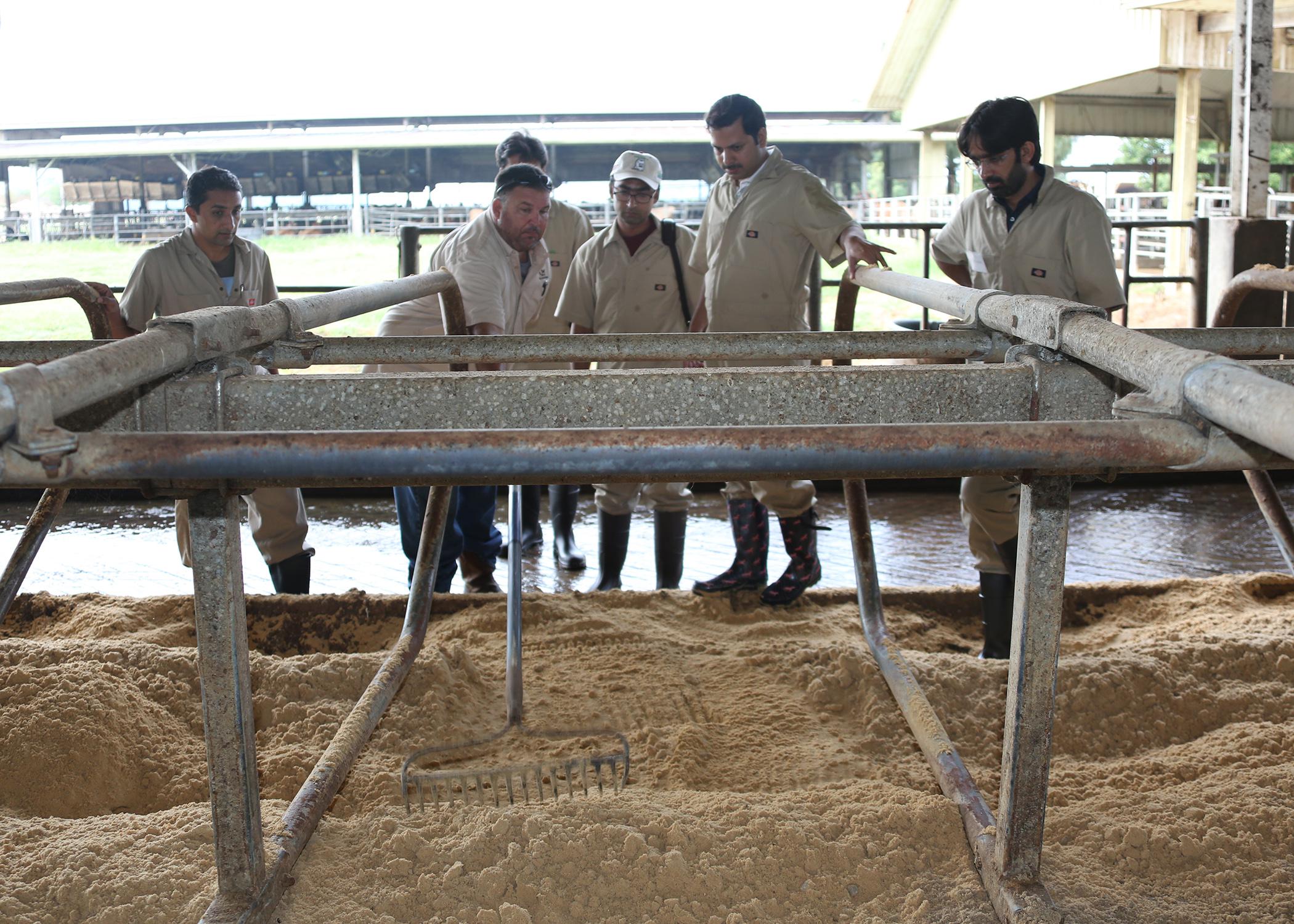 Agricultural professionals from Pakistan look on during a visit to Mississippi State University as dairy herder Kenneth Graves rakes sand at the Joe Bearden Dairy Research Center on Aug. 10, 2015. Similar groups from Bosnia-Herzegovina and Albania also visited MSU over the past month to enhance their skills in agriculture. (Photo by MSU Ag Communications/Kat Lawrence)