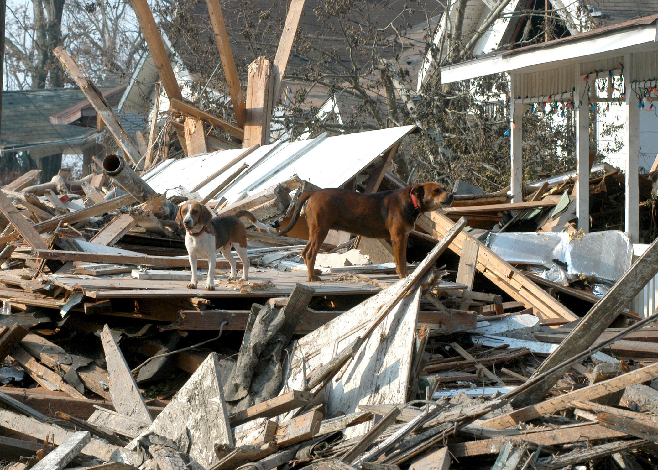 Hurricane Katrina displaced both family pets and large animals. (MSU Ag Communications file photo/Jim Lytle)