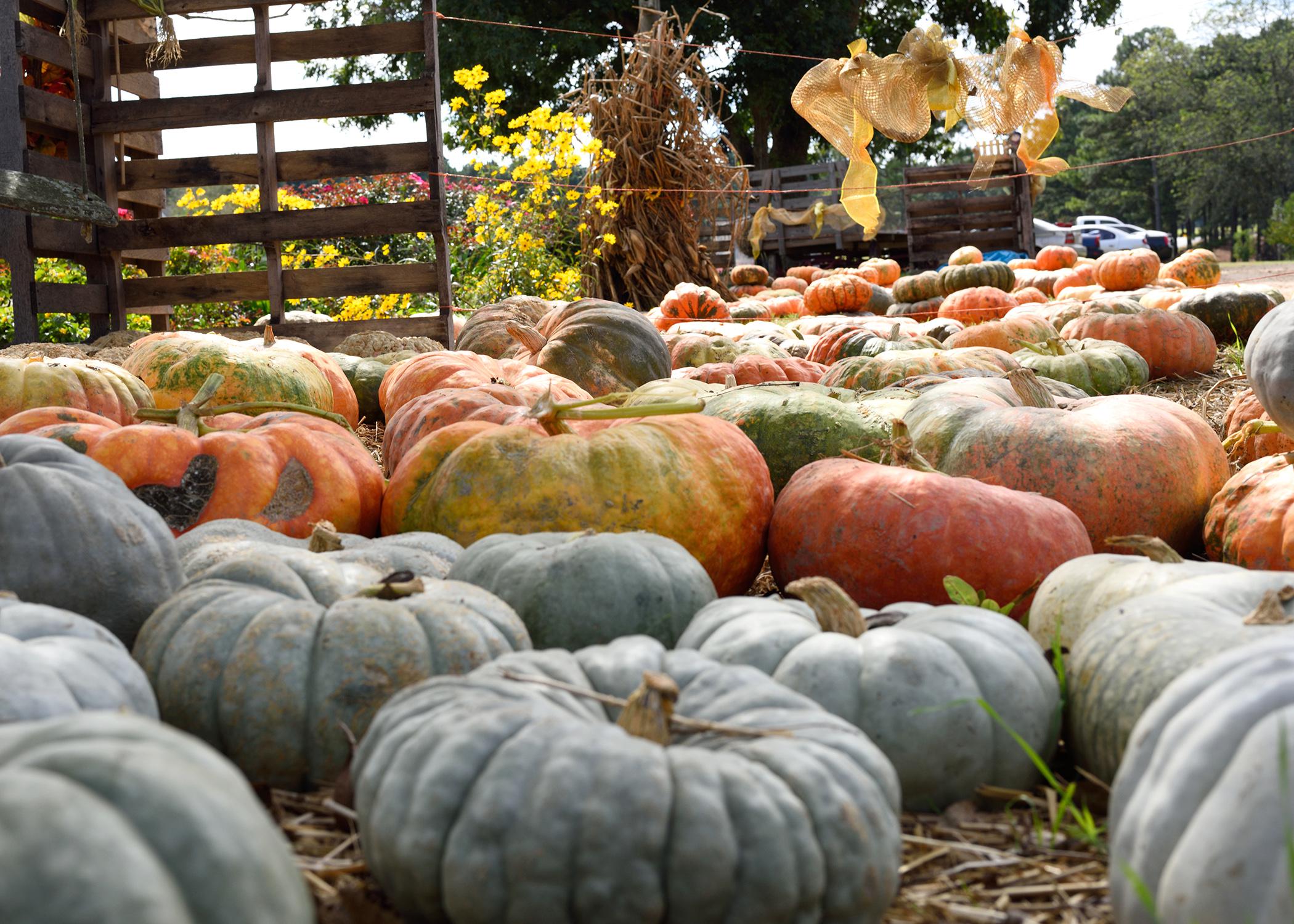 Fall offers many opportunities for families to enjoy the outdoors, including agritourism businesses with corn mazes and pumpkin patches, such as this one at Mitchell Farms in Collins, Mississippi. (File photo by MSU Ag Communications/Kevin Hudson)