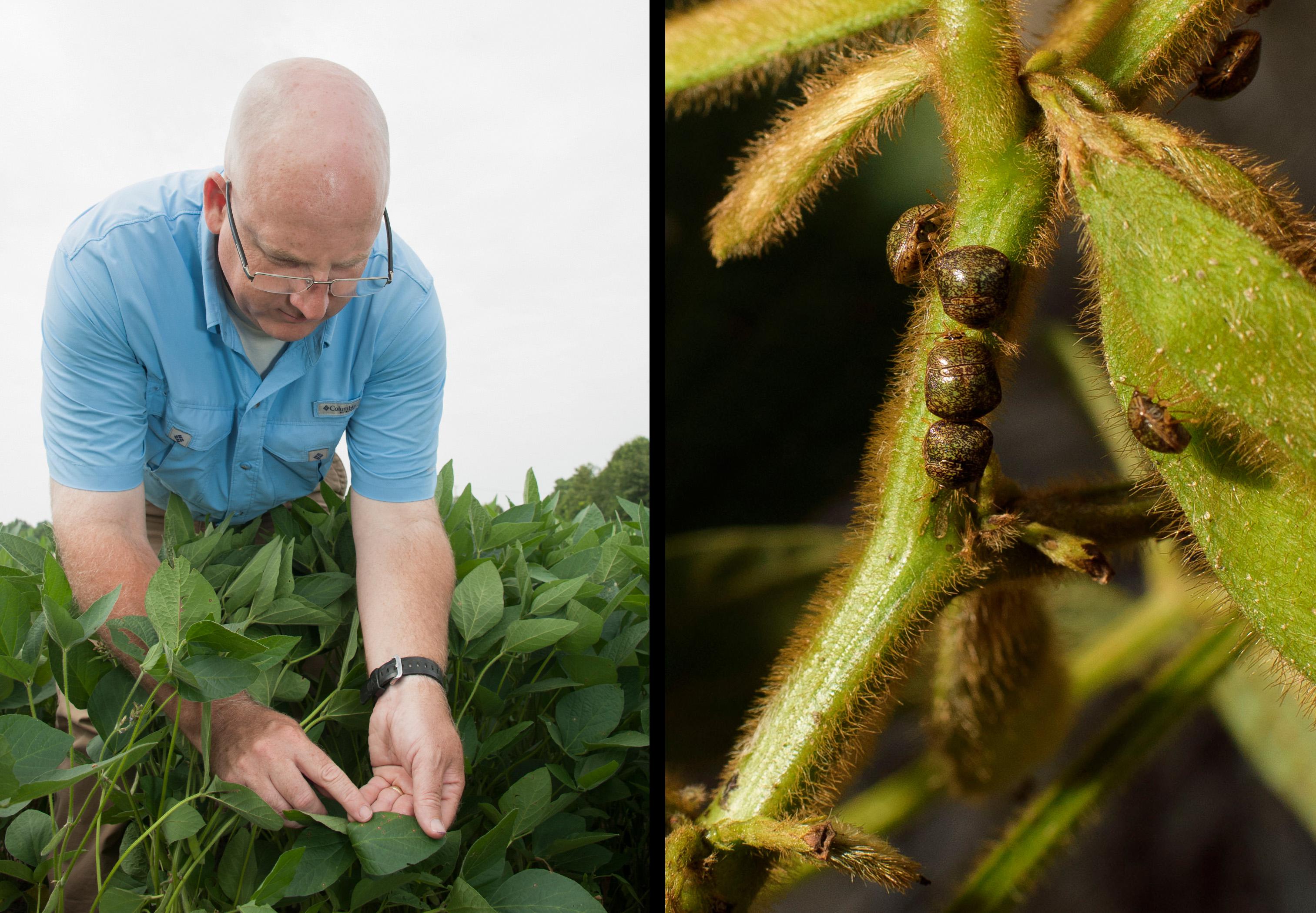 Mississippi State University plant pathologist Tom Allen (left) said fungicide-resistant frogeye leaf spot in soybeans has recently become a major problem. (Photo by MSU Extension/Kat Lawrence)  Producers rely on Mississippi State University recommendations to make management decisions related to kudzu bugs, such as these pictured (right), and other insect pests. (Photo by MSU Extension/Kevin Hudson)