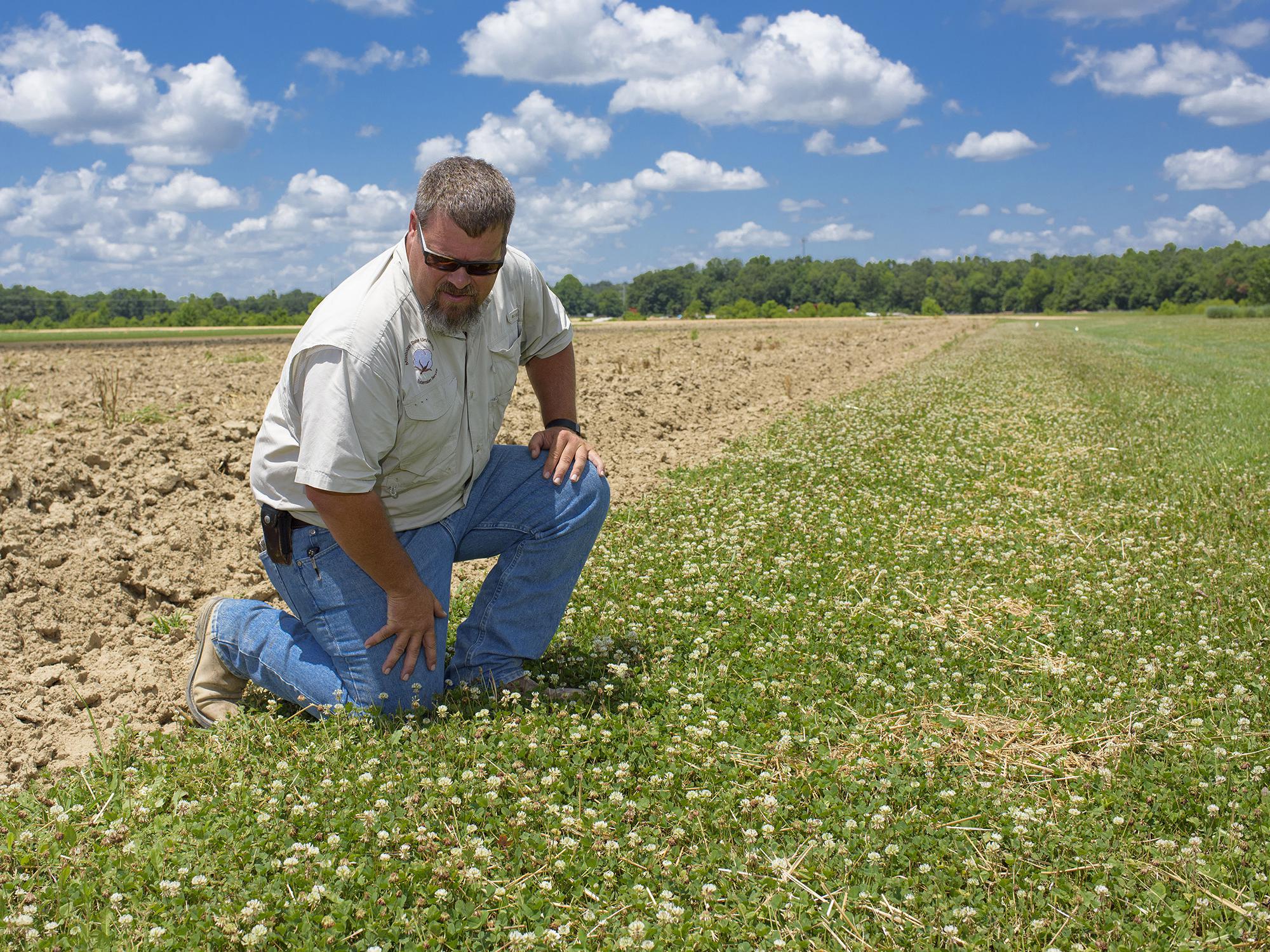 What looks like weeds to a farmer or landowner is forage for pollinators such as honeybees. Angus Catchot and other researchers at Mississippi State University are part of efforts to find management plans that balance competing needs. (Photo by MSU Extension Service/Kevin Hudson)