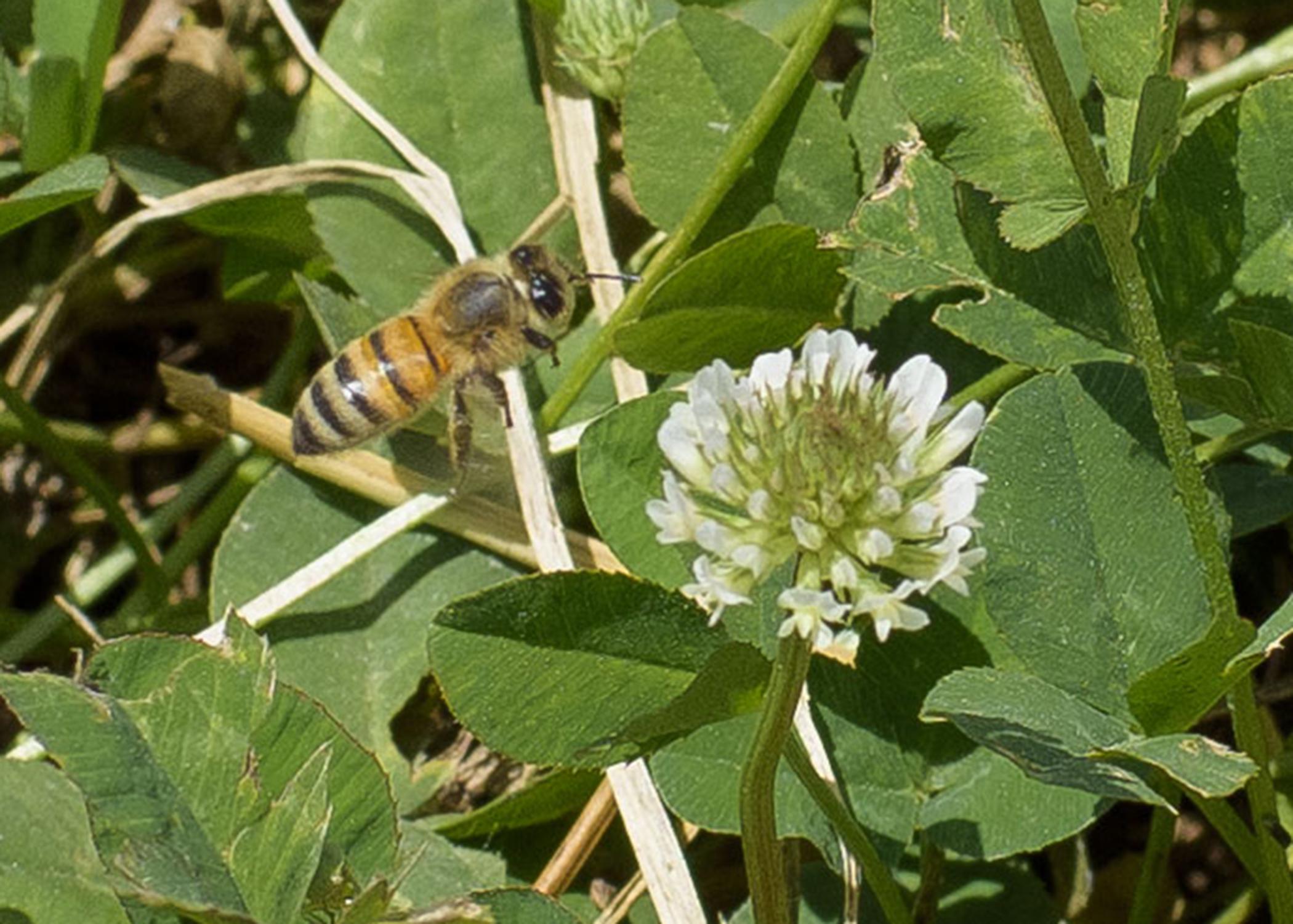Mississippi State University participated in a recent U.S. Department of Agriculture study that looked at several herbicides’ toxicity to honeybees. (Photo by MSU Extension Service/Kevin Hudson)