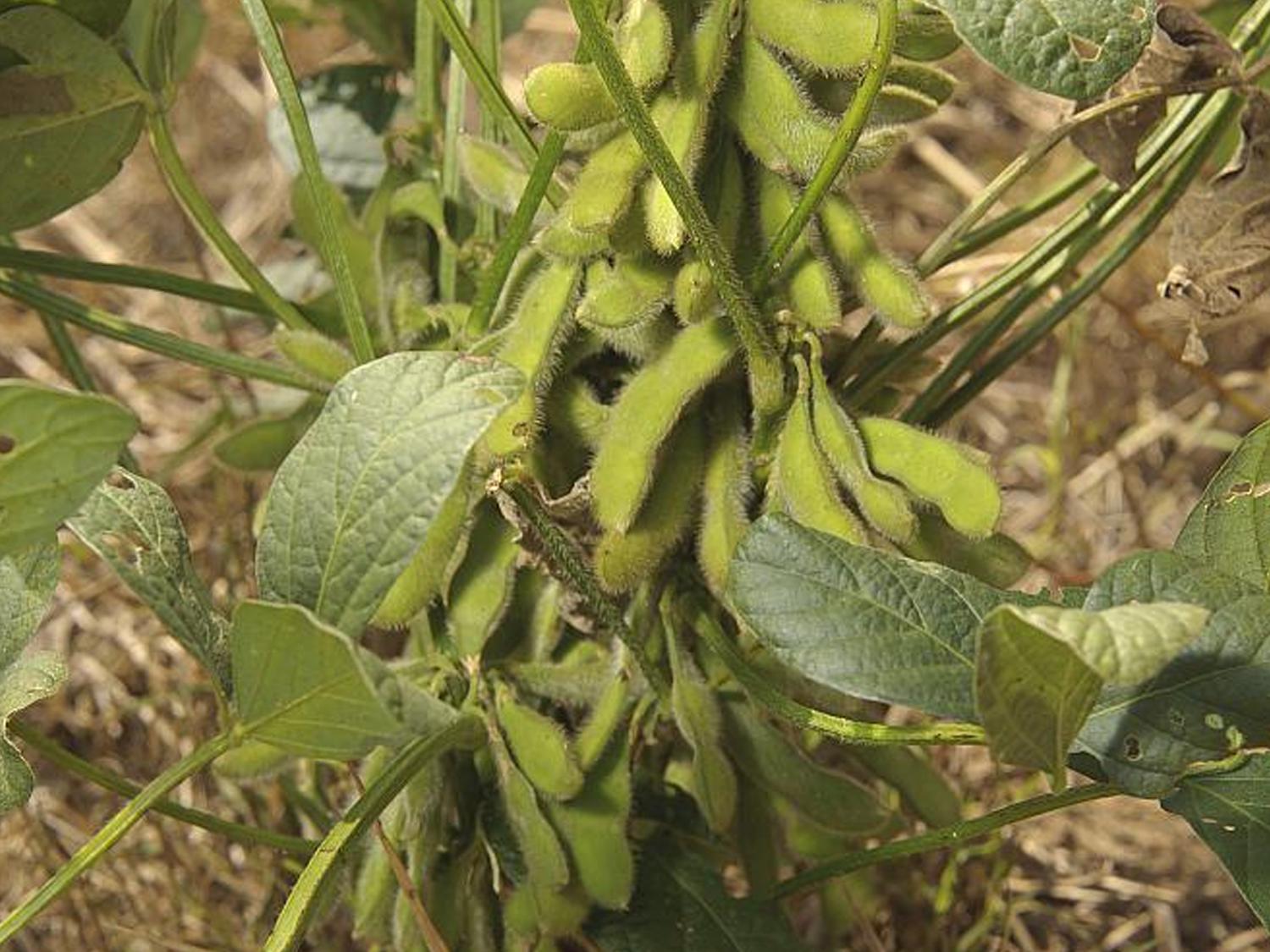 Soybeans remain Mississippi's largest crop with 2.3 million acres expected, according to a March 31 report by the U.S. Department of Agriculture. (MSU Ag Communications file photo/Kevin Hudson)