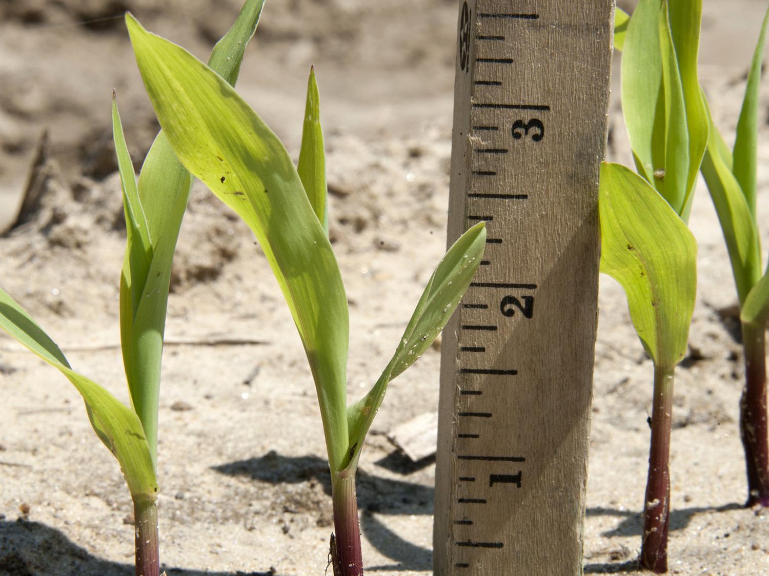Frequent rains pushed both corn planting and corn emergence behind schedule in Mississippi. This corn was photographed April 21, 2015, in Starkville at Mississippi State University. (Photo by MSU Ag Communications/Kat Lawrence)