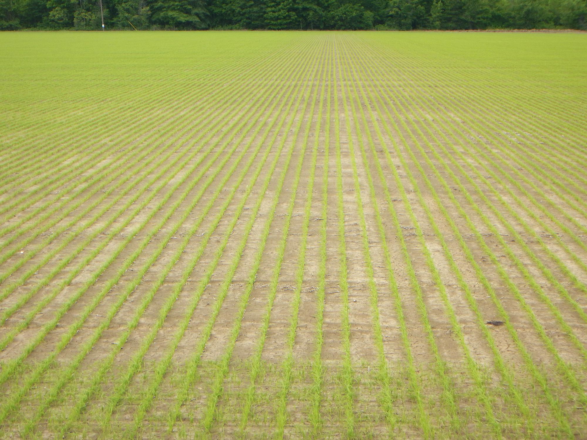 Although half the state's anticipated rice acreage was planted by late April, frequent rains have halted most planting in recent weeks. This rice field in Washington County, Mississippi, was photographed April 28, 2015. (Photo by Mississippi Agricultural and Forestry Experiment Station/Richard Turner)