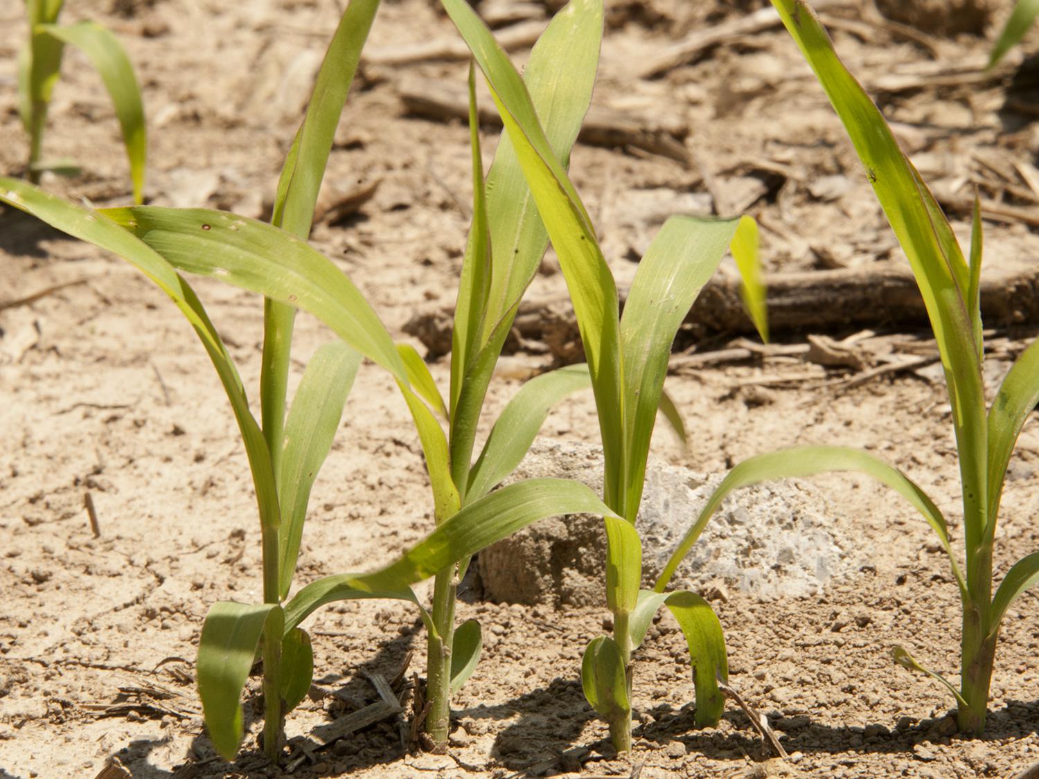 Despite insect challenges last year, grain sorghum acreage in Mississippi is expected to hold steady. This young sorghum was photographed in the Mississippi Delta April 30, 2015. (Photo by MSU Ag Communications/Kat Lawrence)