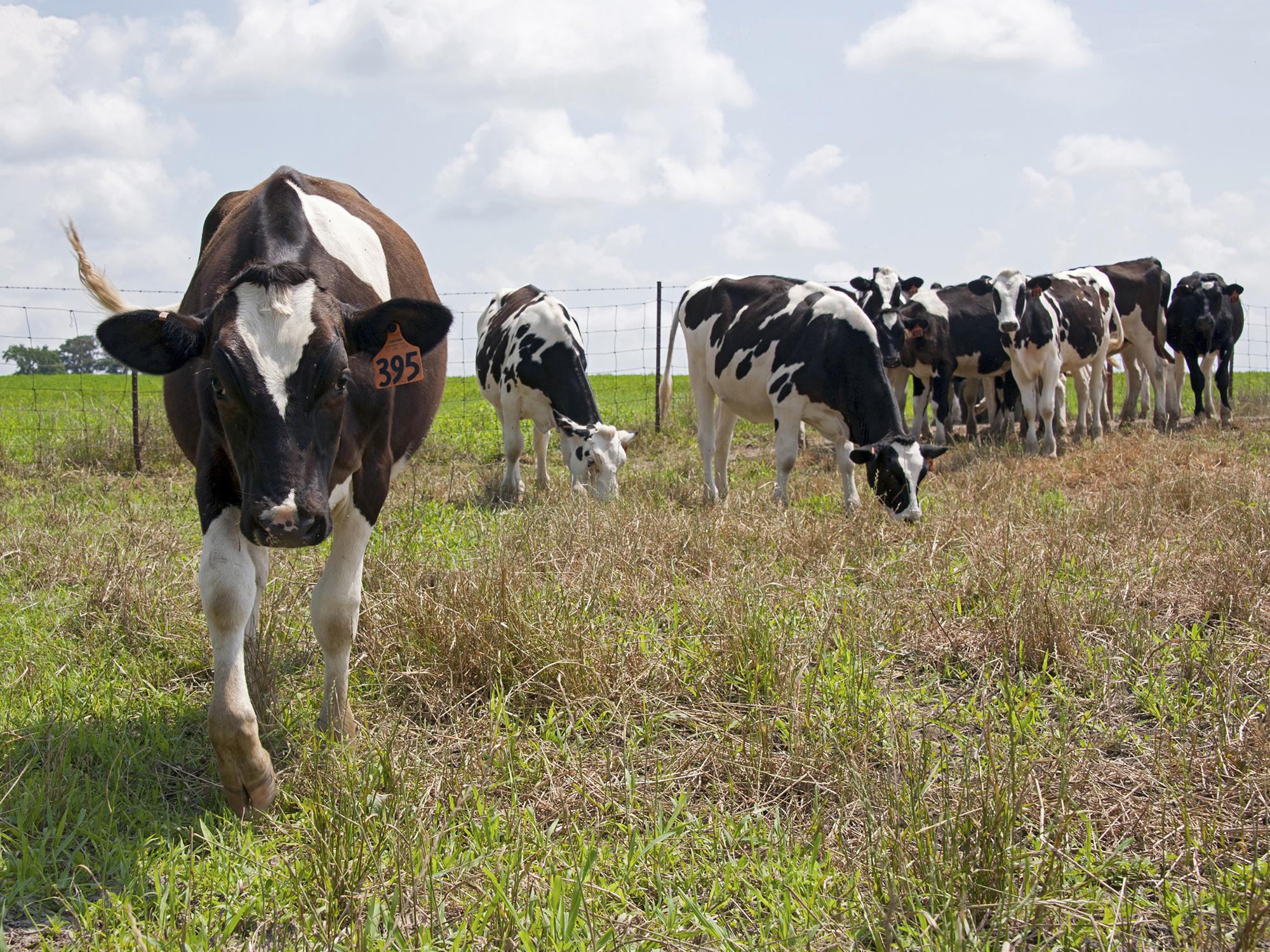 Holstein cows graze at the Joe Bearden Dairy Research Center in Sessums, Mississippi, on June 11, 2015. Increased production and international competition are bringing down milk prices for dairy producers across the state. (Photo by MSU Ag Communications/Kat Lawrence)