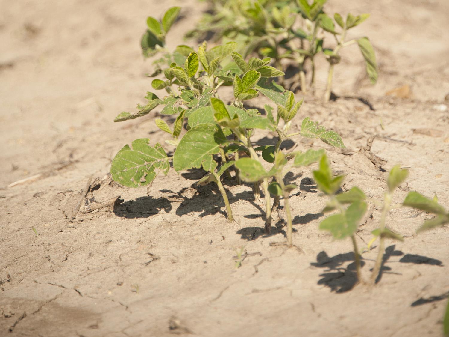 Dry, muggy June conditions have not stopped soybeans from thriving this growing season. Planted soybean acreage is more than 50,000 acres in excess of the forecast made by the U.S. Department of Agriculture in March. (File photo by MSU Ag Communications/Kat Lawrence)