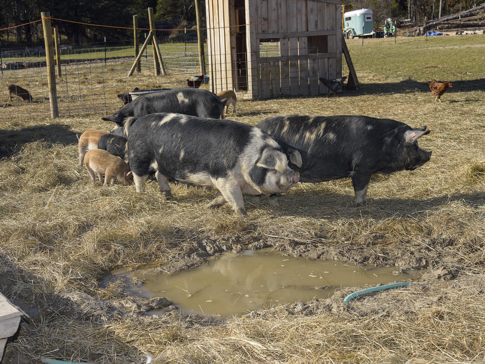 Pigs and hogs feed at Palo Alto Farms in West Point, Mississippi in this file photo. Consumer preference is one reason interest has been growing in people in the state raising pigs on pastureland for their own consumption. (File photo by MSU Ag Communications/Kevin Hudson)