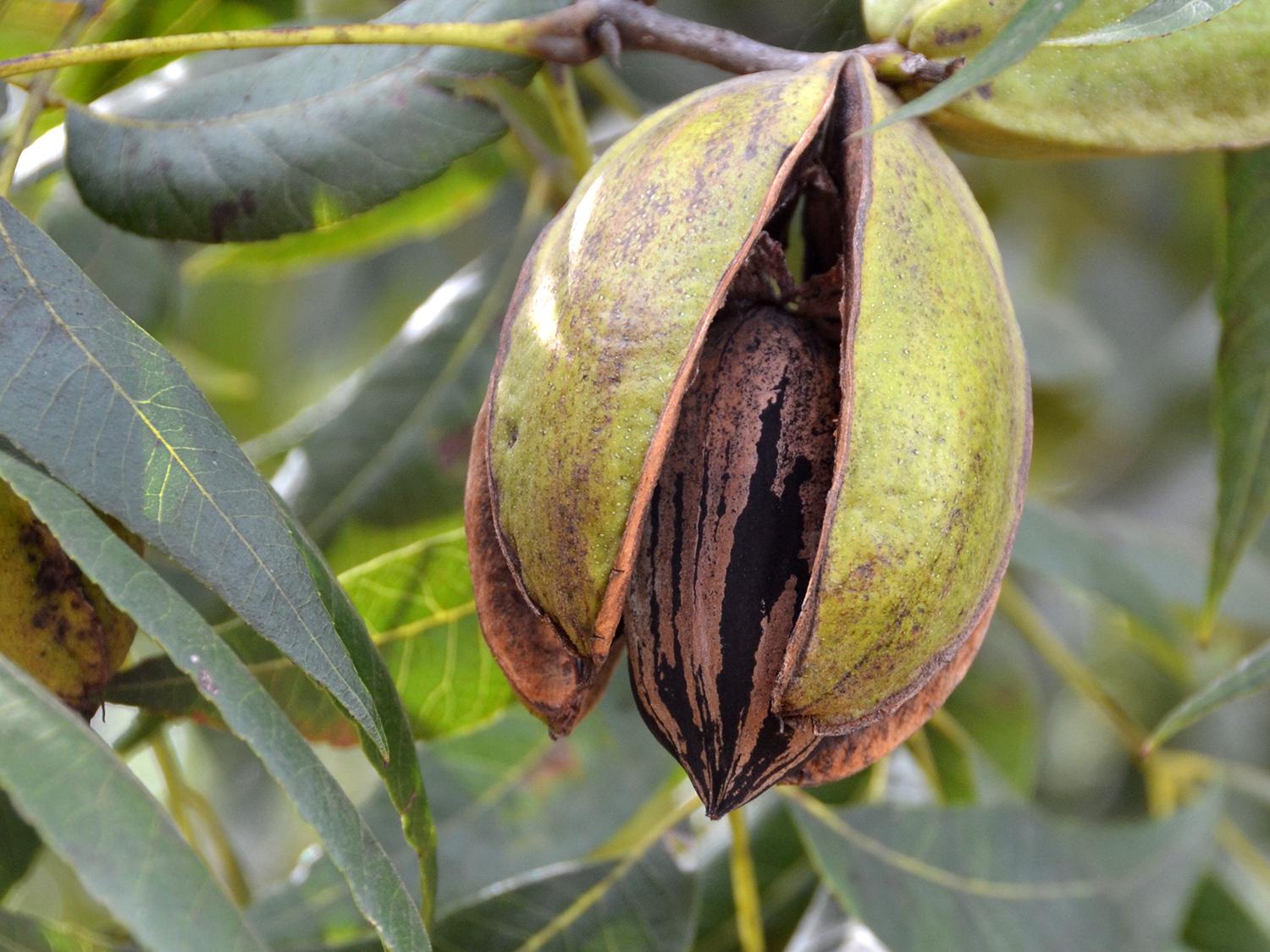 This pecan at Pecan Hills Farms in Raymond, Mississippi, is open but not quite ready for harvest on Oct. 8, 2015. The state’s harvest is delayed by a few weeks because of the dry summer. (Photo by MSU Extension/Susan Collins-Smith)