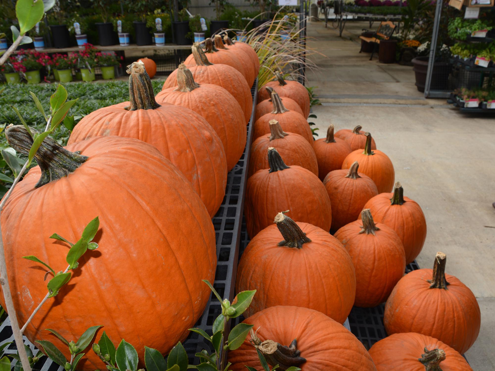 Large pumpkins just right for jack-o-lanterns await selection at a store in Starkville, Mississippi, on Oct. 23, 2015. (Photo by MSU Extension Service/Linda Breazeale)