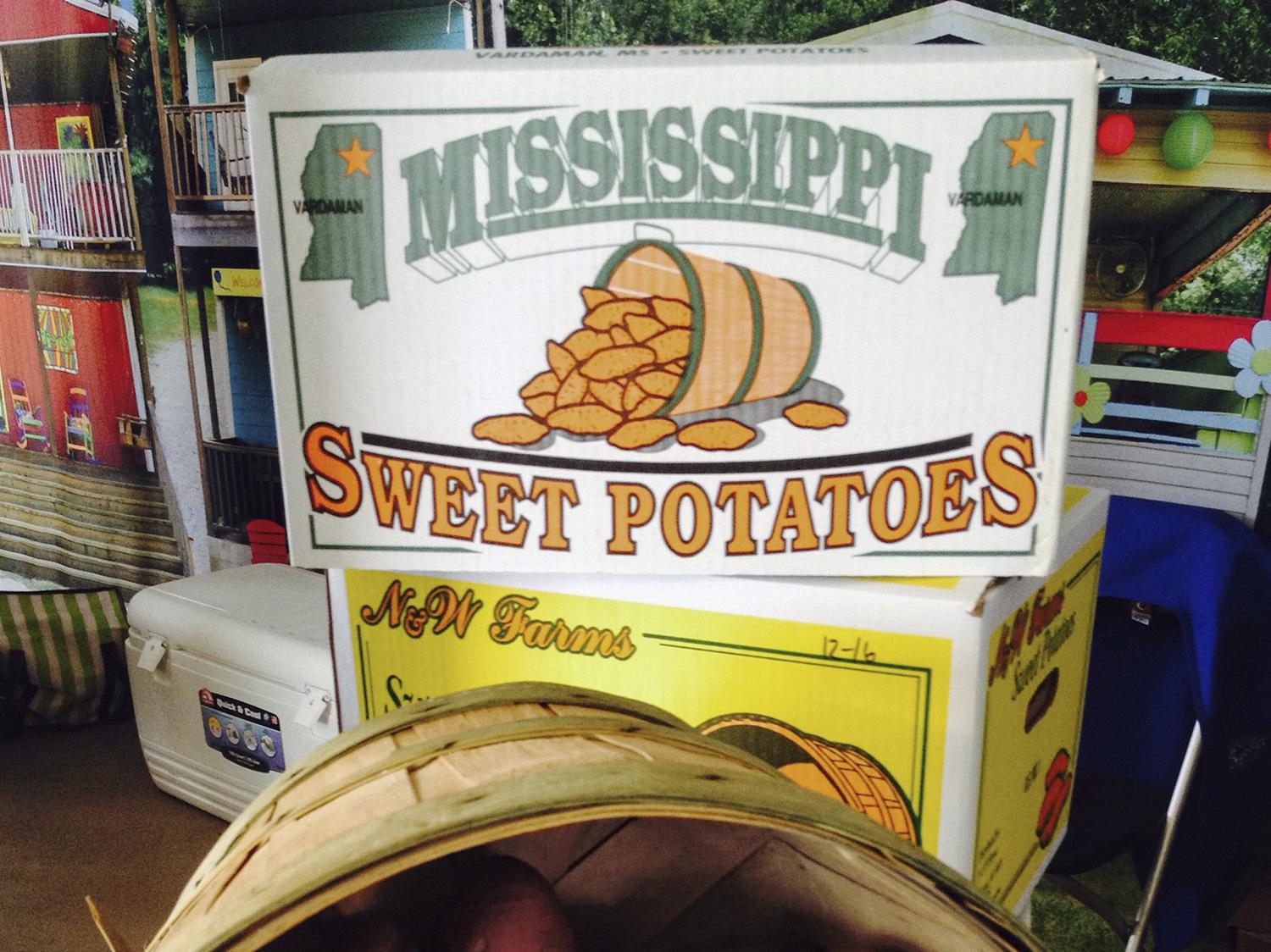 More than 100 sweet potato growers in Mississippi planted 23,200 acres of the crop this year. That is second only to North Carolina in the U.S. by acreage. (Photo by MSU Extension, Kevin Hudson)