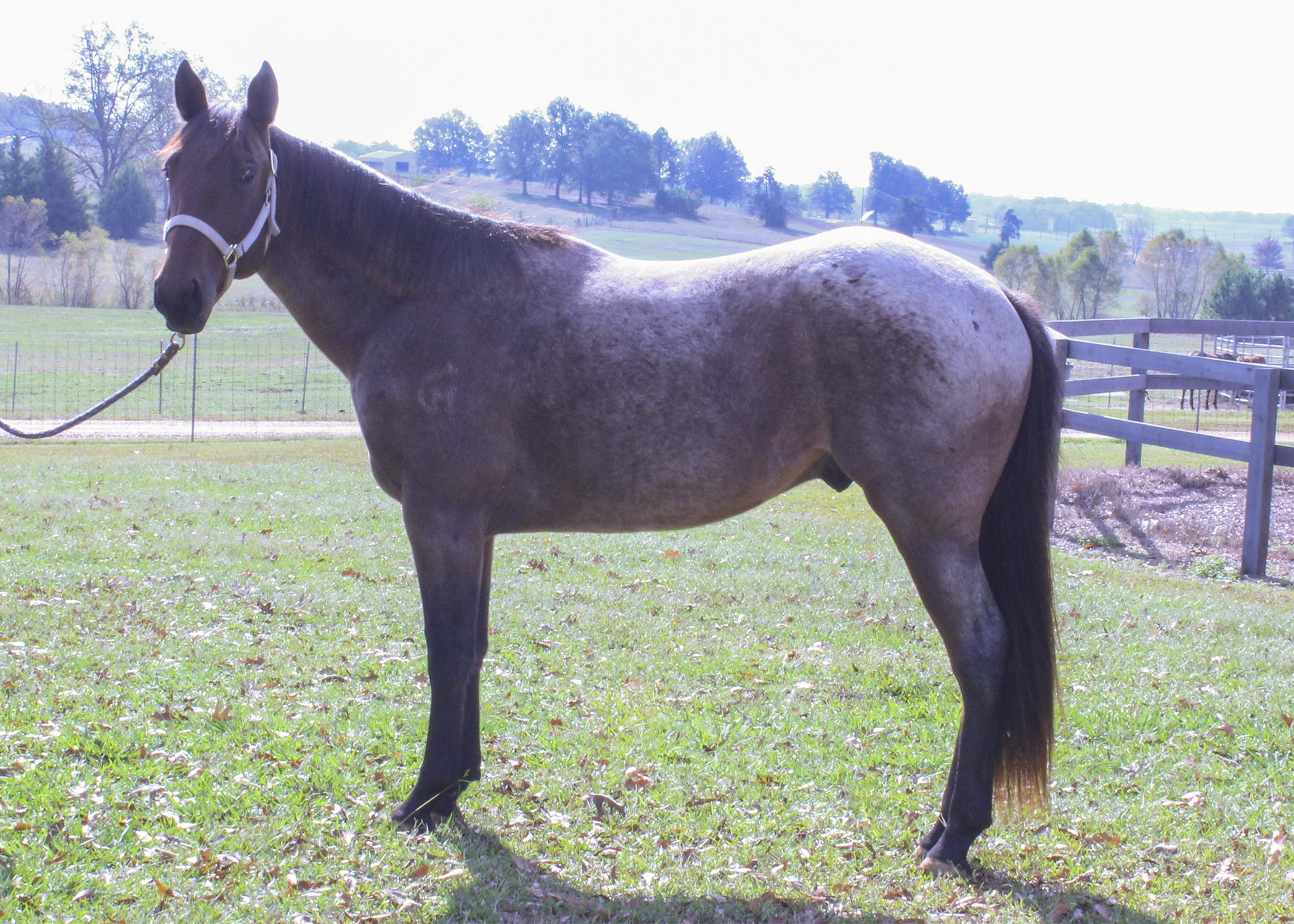 The Mississippi State University online horse auction includes 24 horses registered with the American Quarter Horse Association, such as this 2-year-old bay roan gelding, Mr. Tom Woods. (Submitted photo)