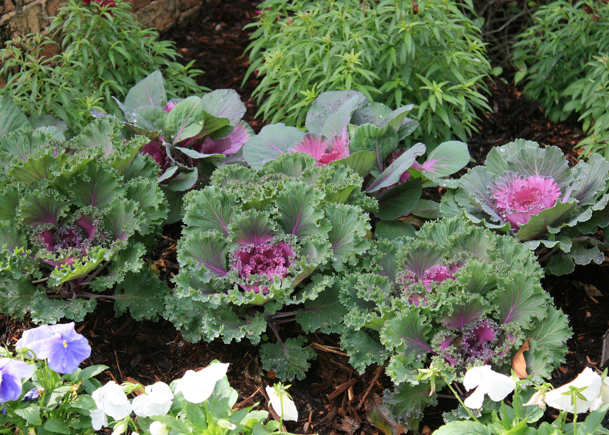Ornamental kale and cabbage provide easy fall and winter color. (Photo by MSU Extension Service/Gary Bachman)