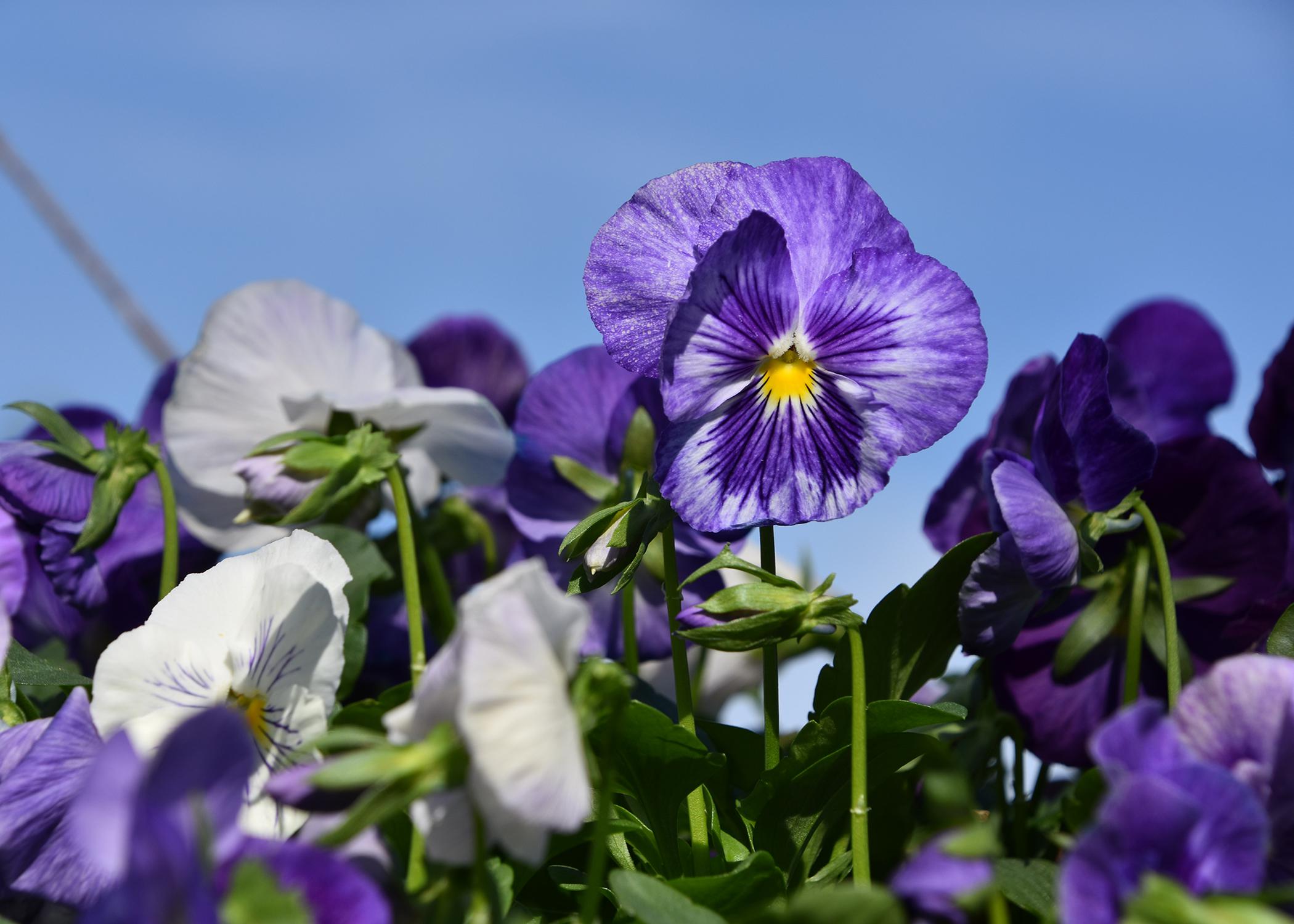 The Matrix Ocean Breeze mix with varying shades of blues to dark purples. (Photo by MSU Extension Service/Gary Bachman)