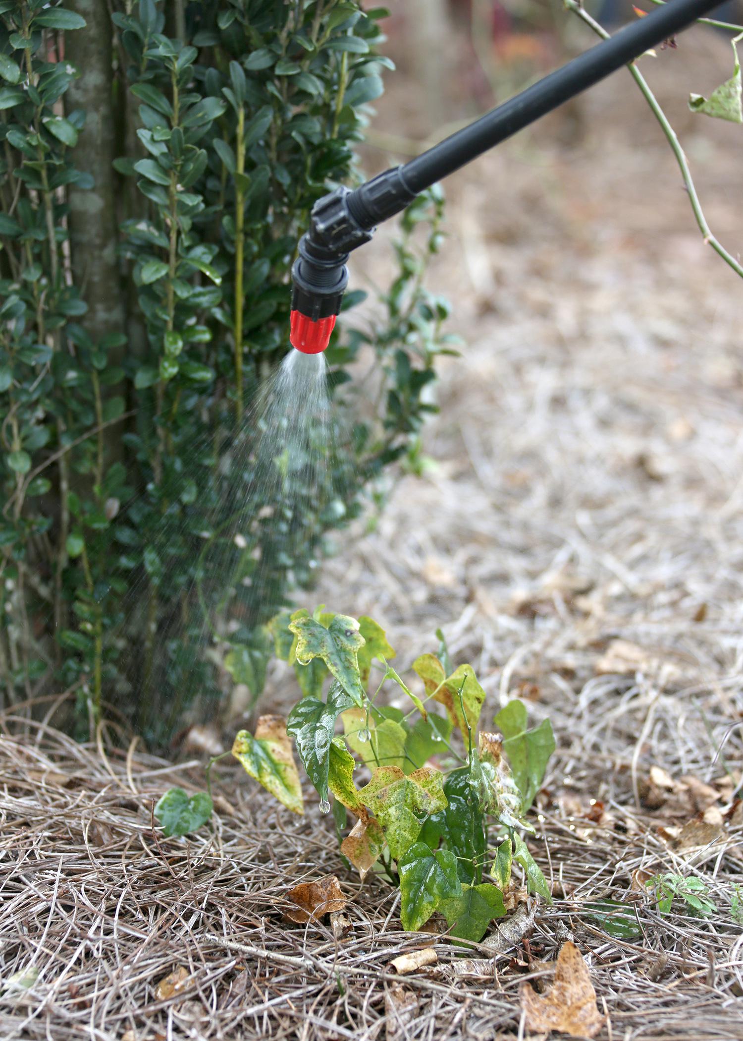 Plants growing near an herbicide application site can absorb chemicals from the soil that were intended for another plant.