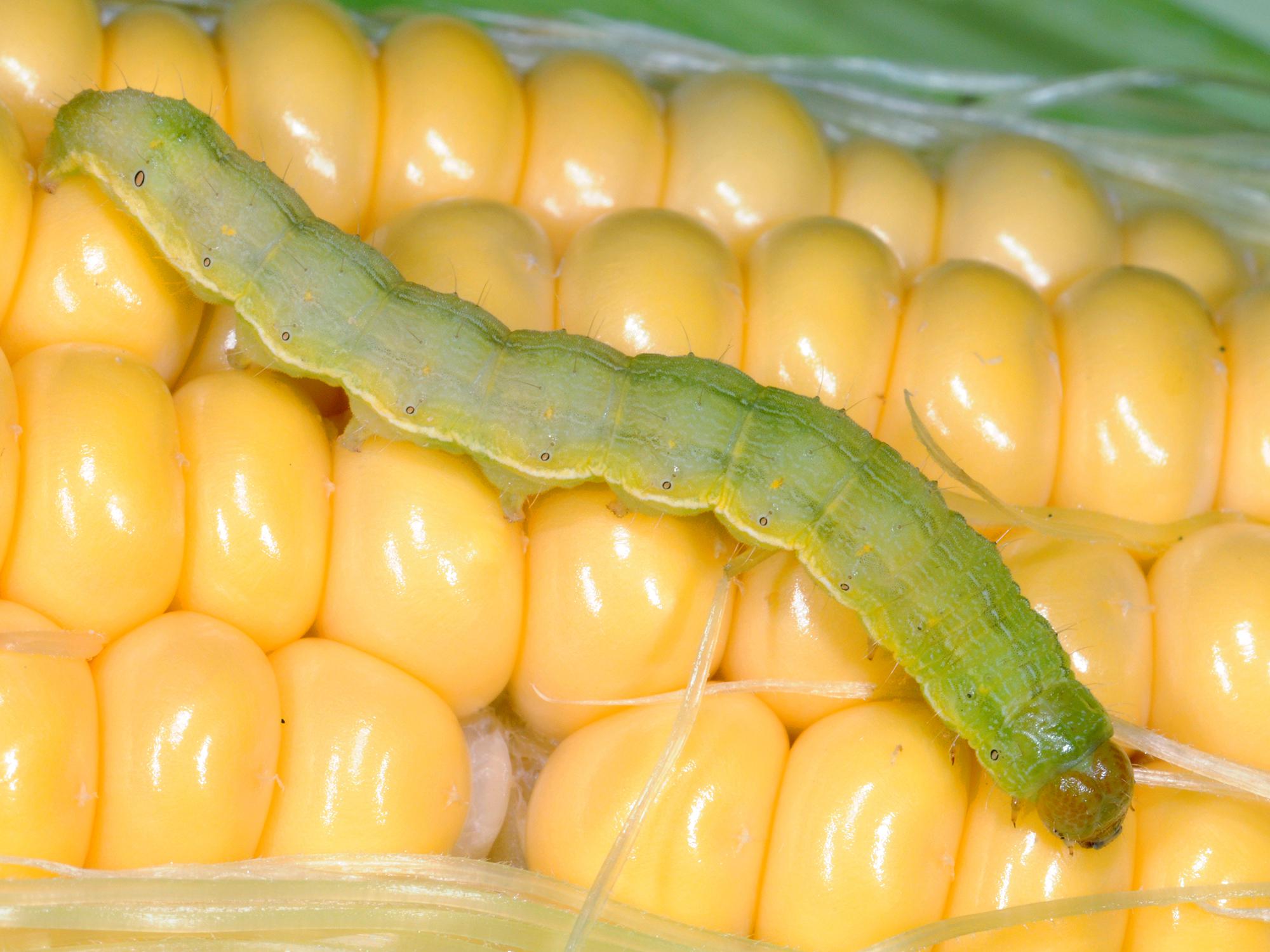 The larvae of tomato fruitworms, also known as corn earworms and cotton bollworms, are robust caterpillars an inch or more long. Body color varies greatly, depending on what they eat. (Photo by MSU Extension Service/Blake Layton)