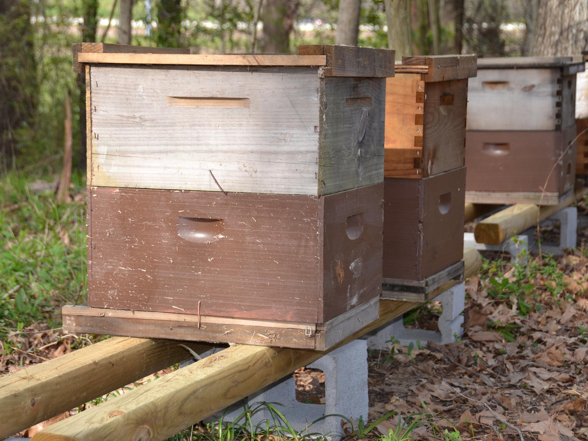 Several beehives were set up at the Mississippi Agriculture and Forestry Museum in Jackson, Mississippi, on March 16, 2016, for a hands-on, beginners beekeeping workshop planned for the weekend. The number of beekeepers in the state continues to rise. (Photo by MSU Extension Service/Susan Collins-Smith)