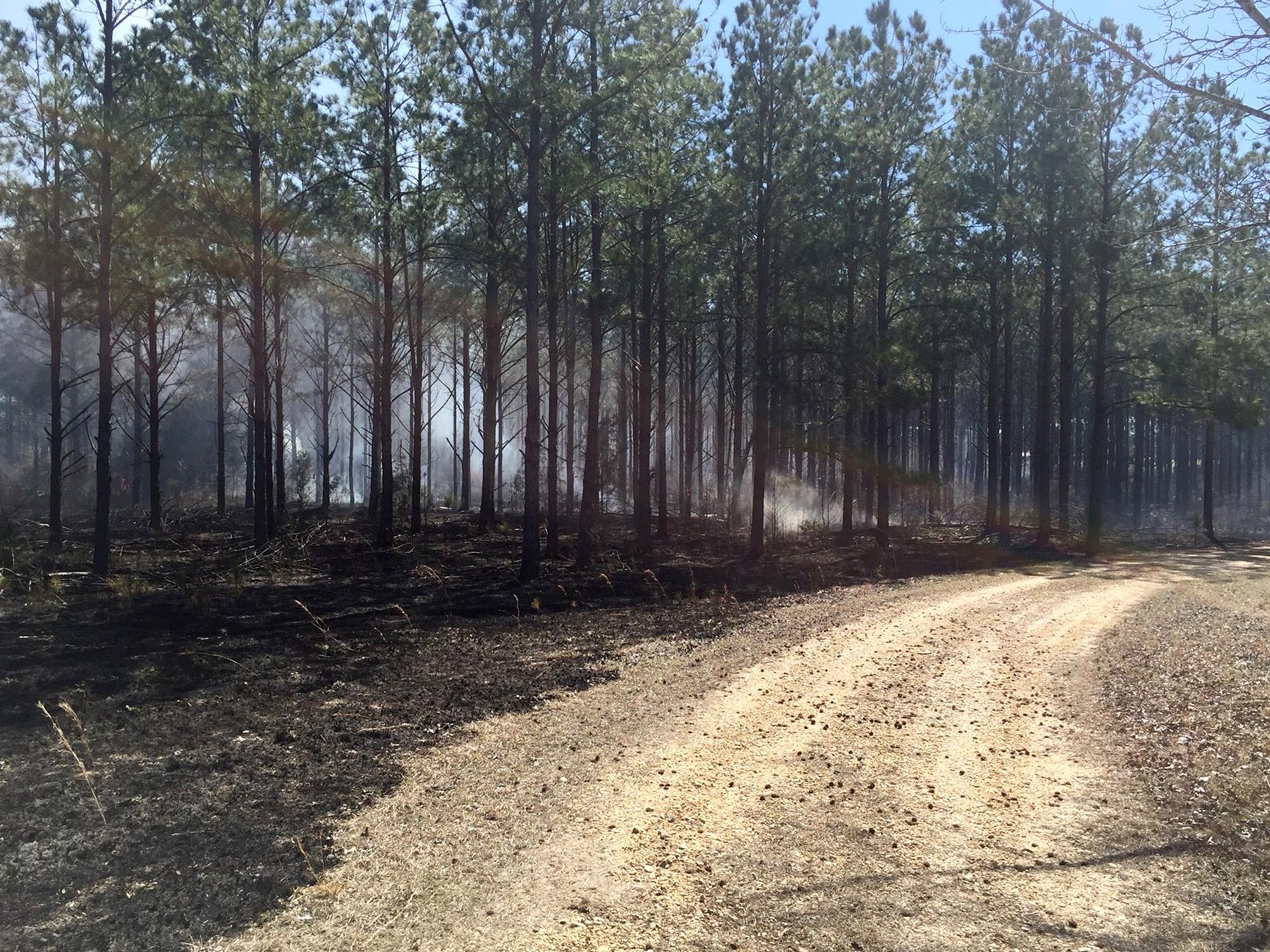 Prescribed burns can reduce the fuel available in forestland, significantly lessening the risk of an unmanaged forest fire. This managed fire was used on Monroe County timberland in February. (Submitted Photo by Matt Walters)