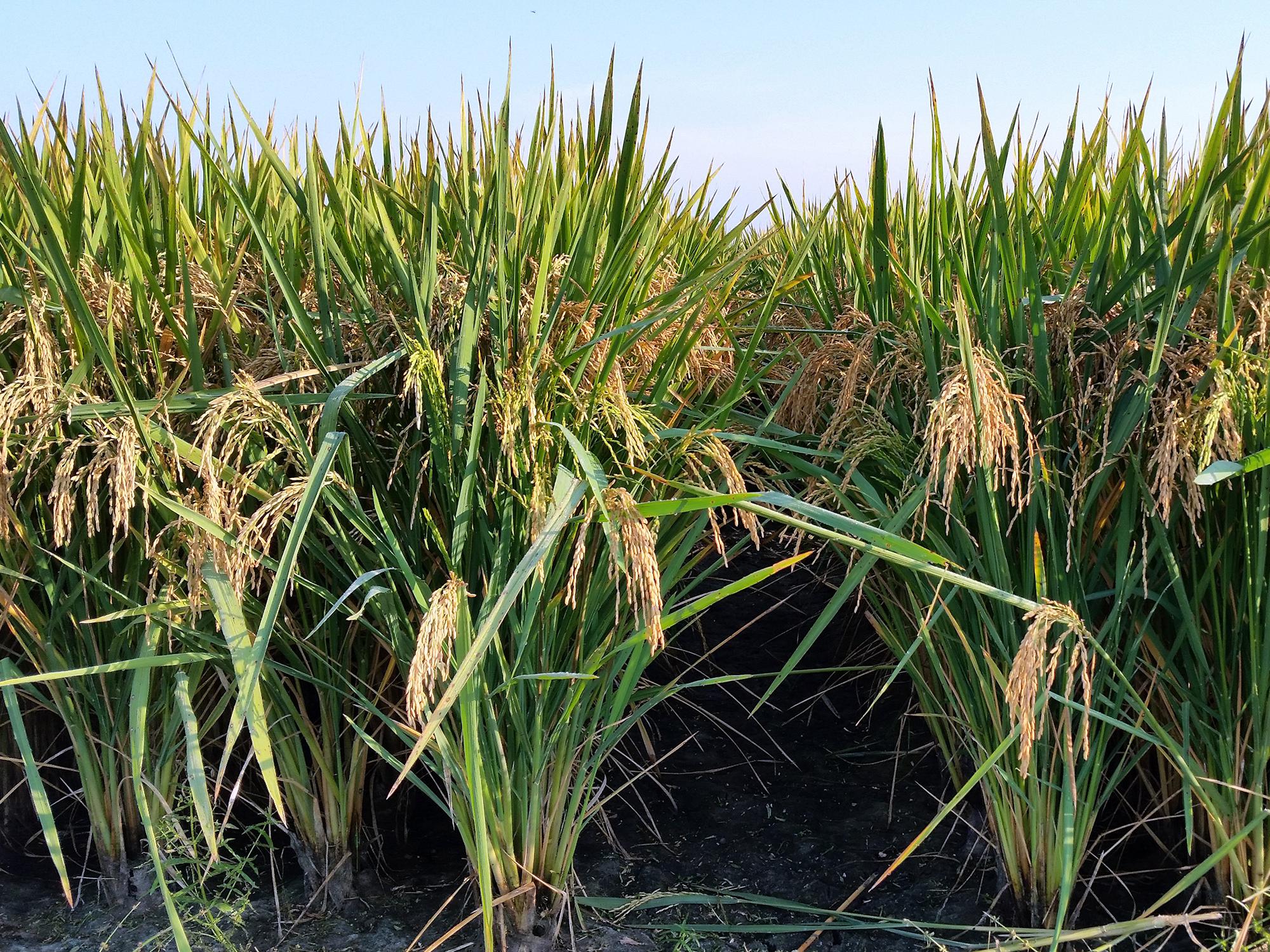 A Thad rice paddy is pictured at the Delta Research and Extension Center in Stoneville, Mississippi, on September 17, 2014. (Photo by MSU Delta Research and Extension Center/Ed Redoña)