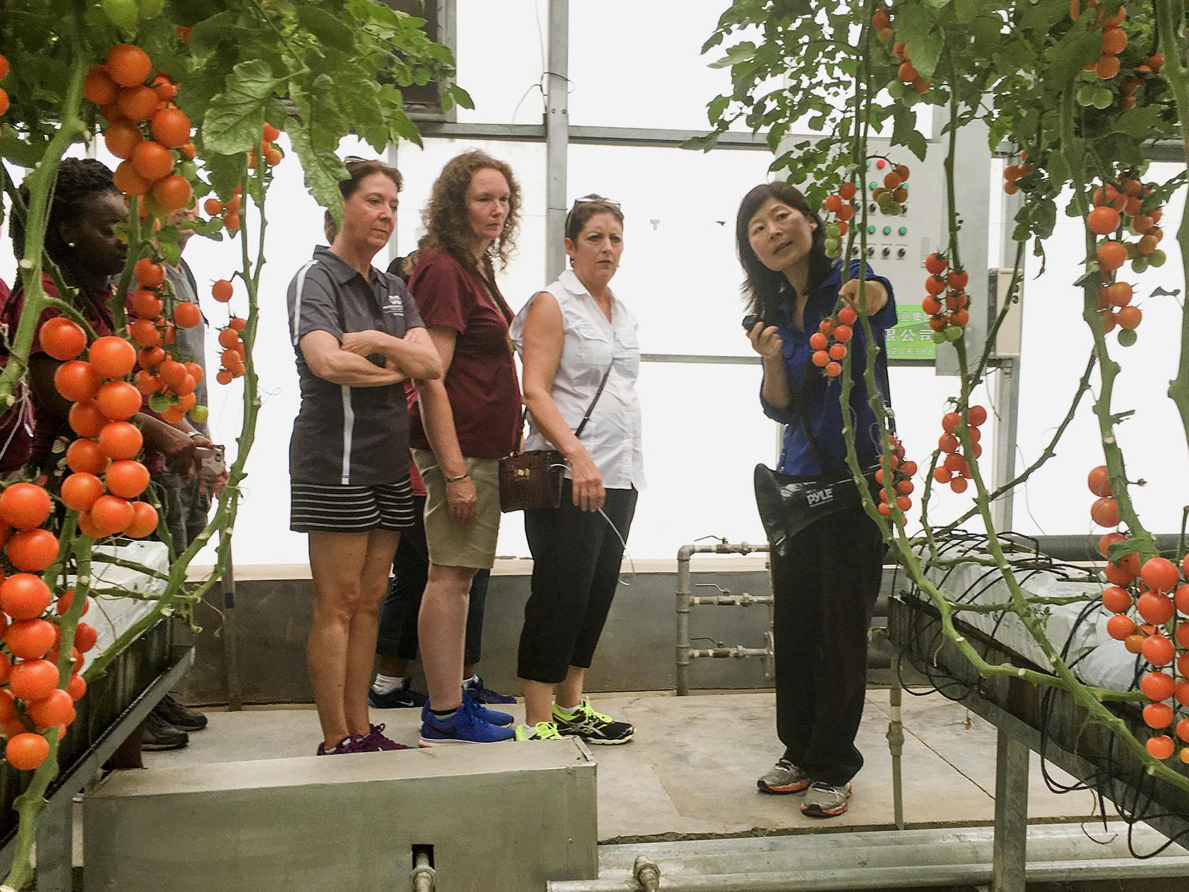 Mississippi State University plant and soil sciences associate professor Guihong Bi, right, shows tomatoes being grown at a Shandong Shouguang Vegetable Industry Group greenhouse to MSU Extension agents, from left, Emily Carter, Lanette Crocker and Lisa Stewart on June 20, 2016. (Photo by MSU Extension Service/Nathan Gregory)