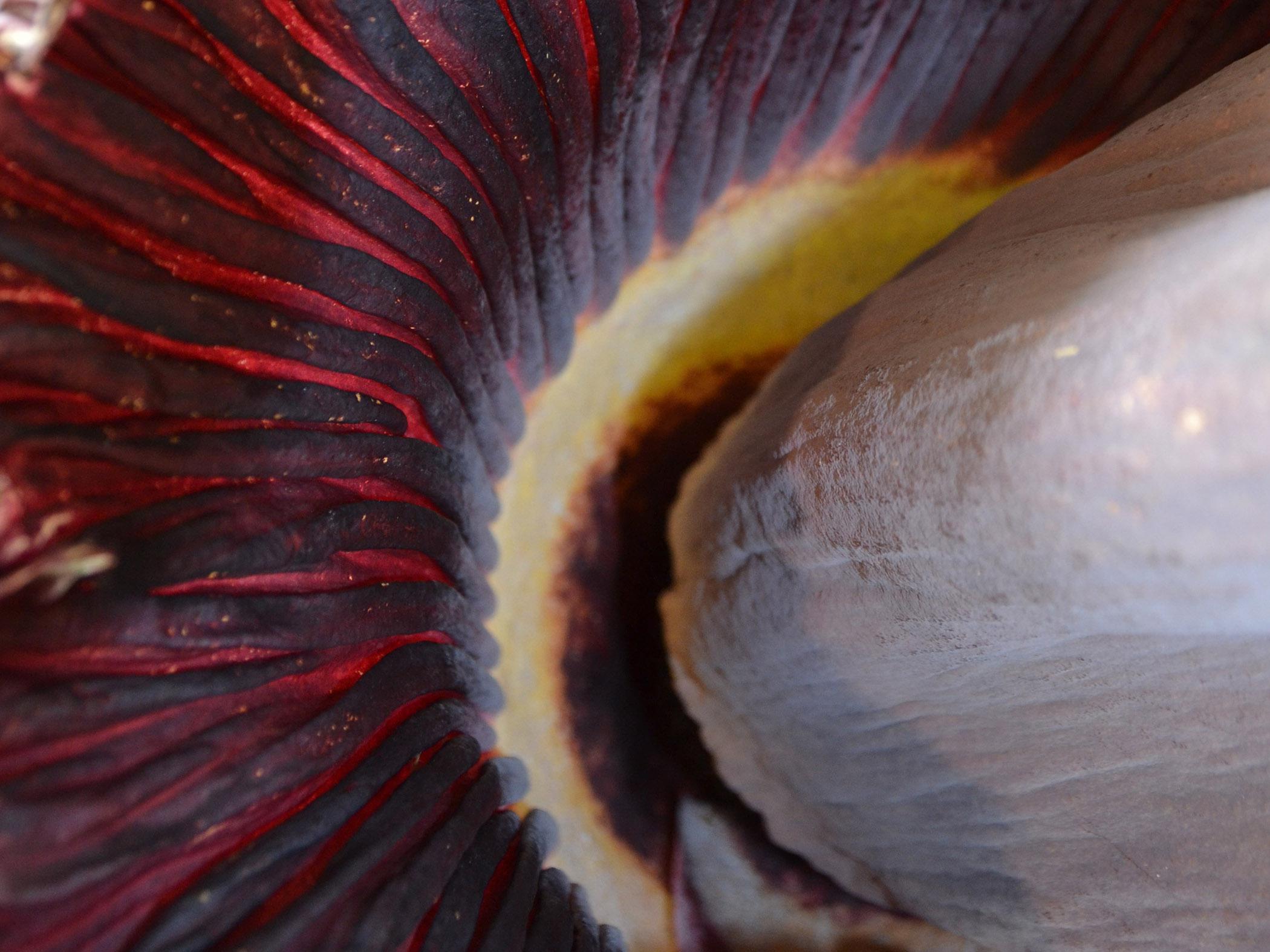 The titan arum’s spathe opens for one day every seven to 10 years. The leafy, petal-like structure, which contains both male and female flowers, emits a strong odor similar to decaying meat to attract the plant’s native pollinators. (Photo by MSU Extension Service/Susan Collins-Smith)