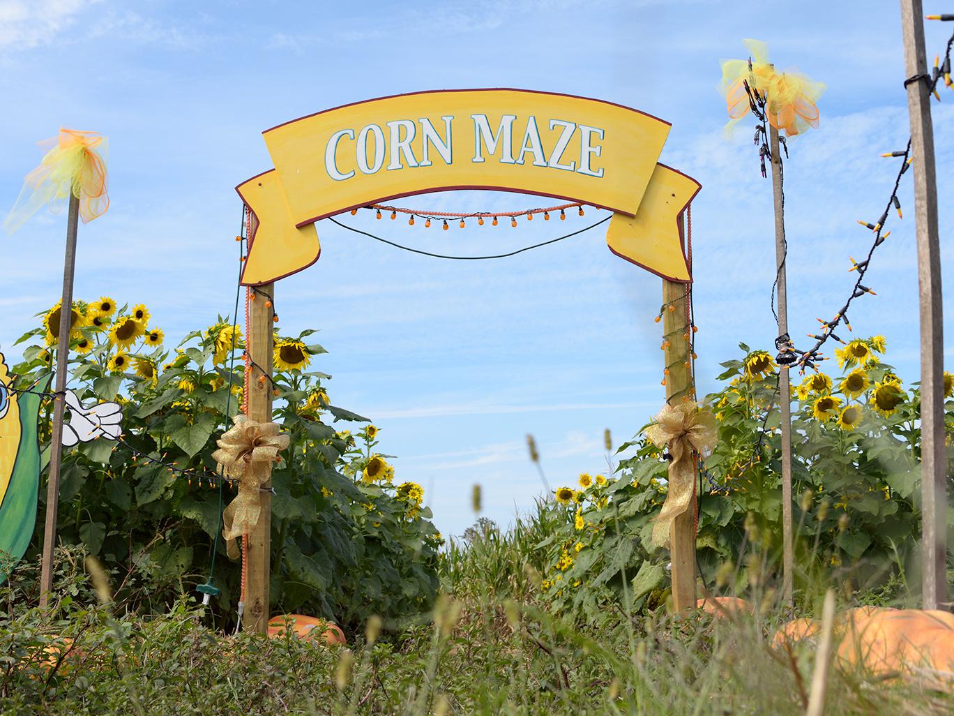Agritourism offers opportunities for entertainment -- such as this corn maze shown at Mitchell Farms in Collins, Mississippi -- that also educate about agriculture and add to local revenue streams. (File photo by MSU Extension Service/Kevin Hudson)