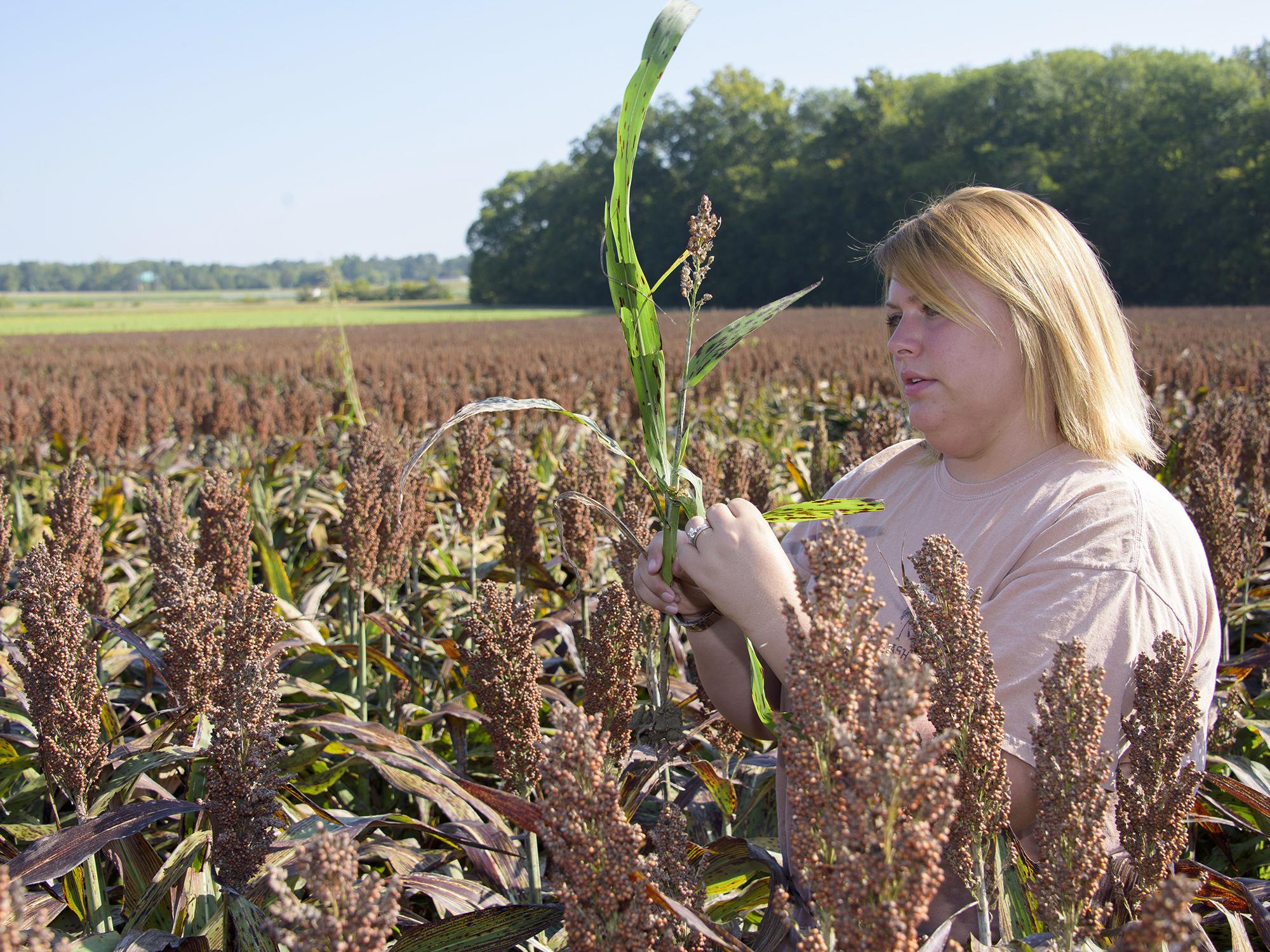 Brittany Lipsey, a Mississippi State University graduate student from Louisville, Mississippi, is researching management techniques that can be used to combat sugarcane aphids, helping sorghum farmers have a sustainable future with the crop. (Photo by MSU Extension Service/Kevin Hudson)