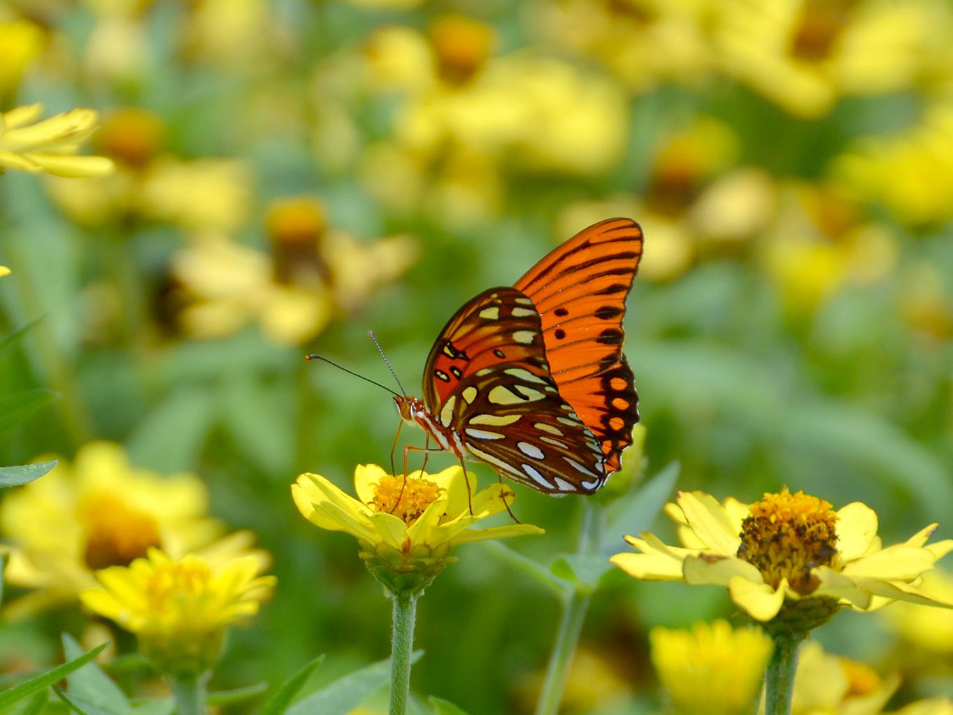 A butterfly visits flowers at the Mississippi State University South Mississippi Branch Experiment Station in Poplarville in this photo taken in June. Pollinators still need sources of nectar in late fall as they prepare to reproduce or migrate to their overwintering locations. (Photo by MSU Extension Service/Susan Collins-Smith)