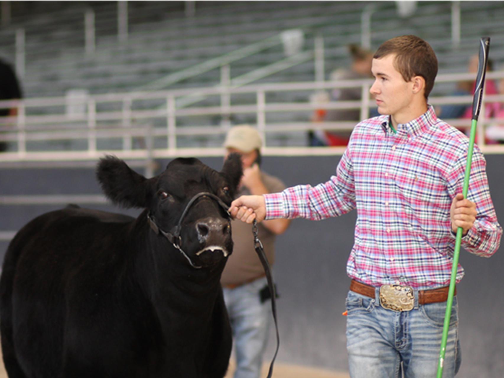 Jones County 4-H member Rustin Anderson, 17, exhibits his grand champion Brangus heifer on Oct. 22, 2016 at the State Fair in Jackson, Mississippi. (Submitted photo by Brianna Stroud)