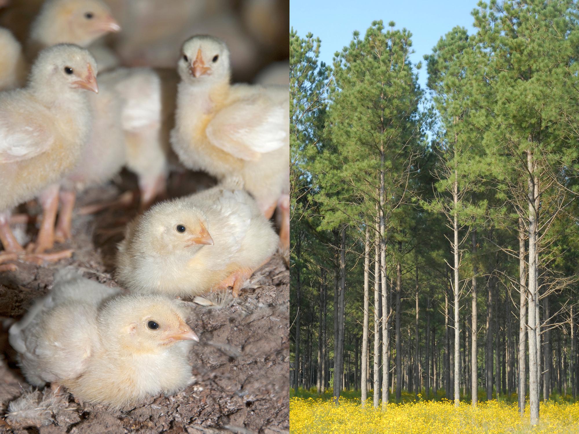 Chicks and Forest