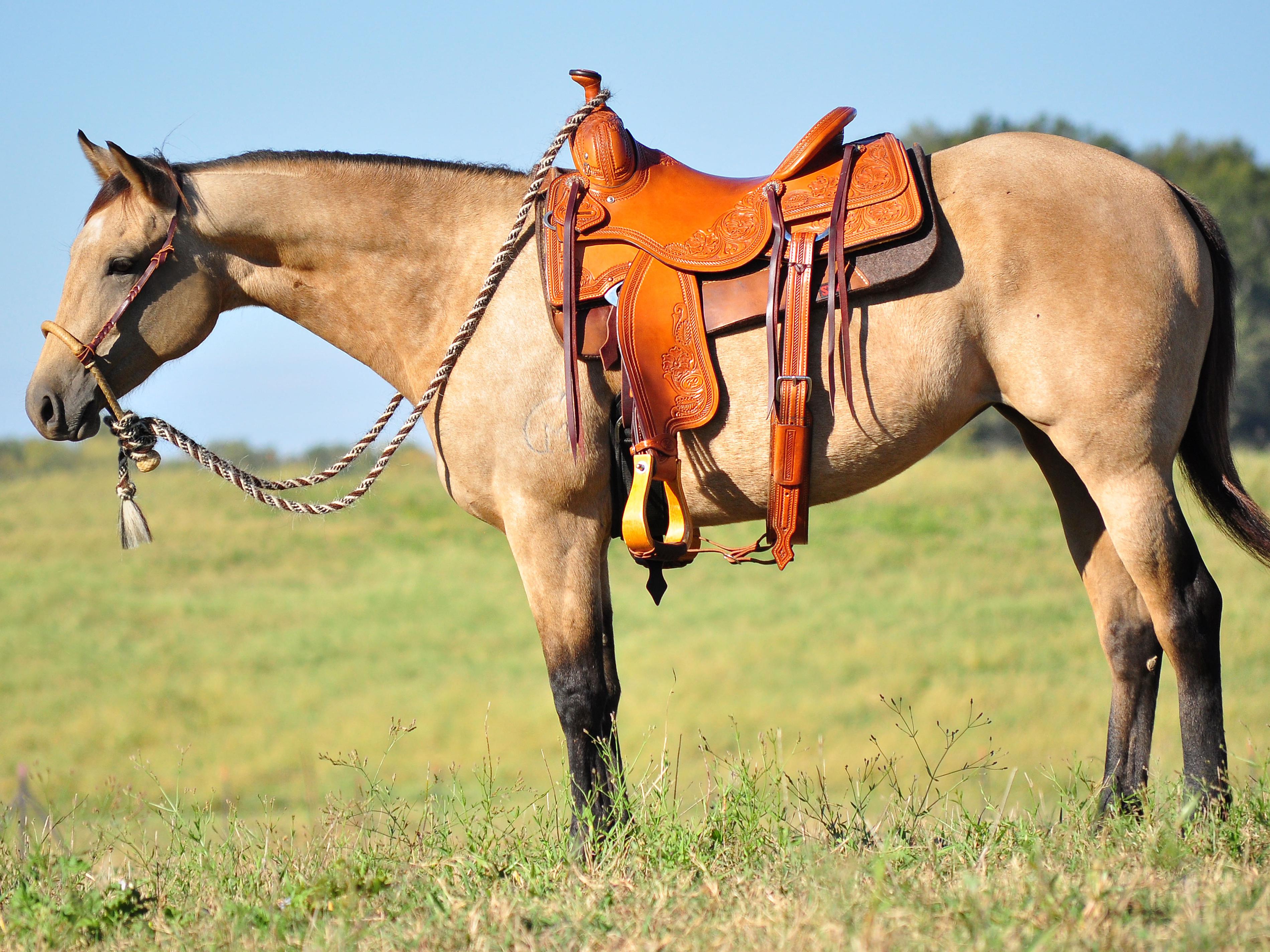 MSU Merlins Pizazz, otherwise known as “Daisy,” is a beautiful, 2-year-old buckskin mare and one of 17 horses available for purchase through the annual online Mississippi State University horse auction. (Photo by MSU College of Agriculture and Life Sciences/Elizabeth Caldwell)