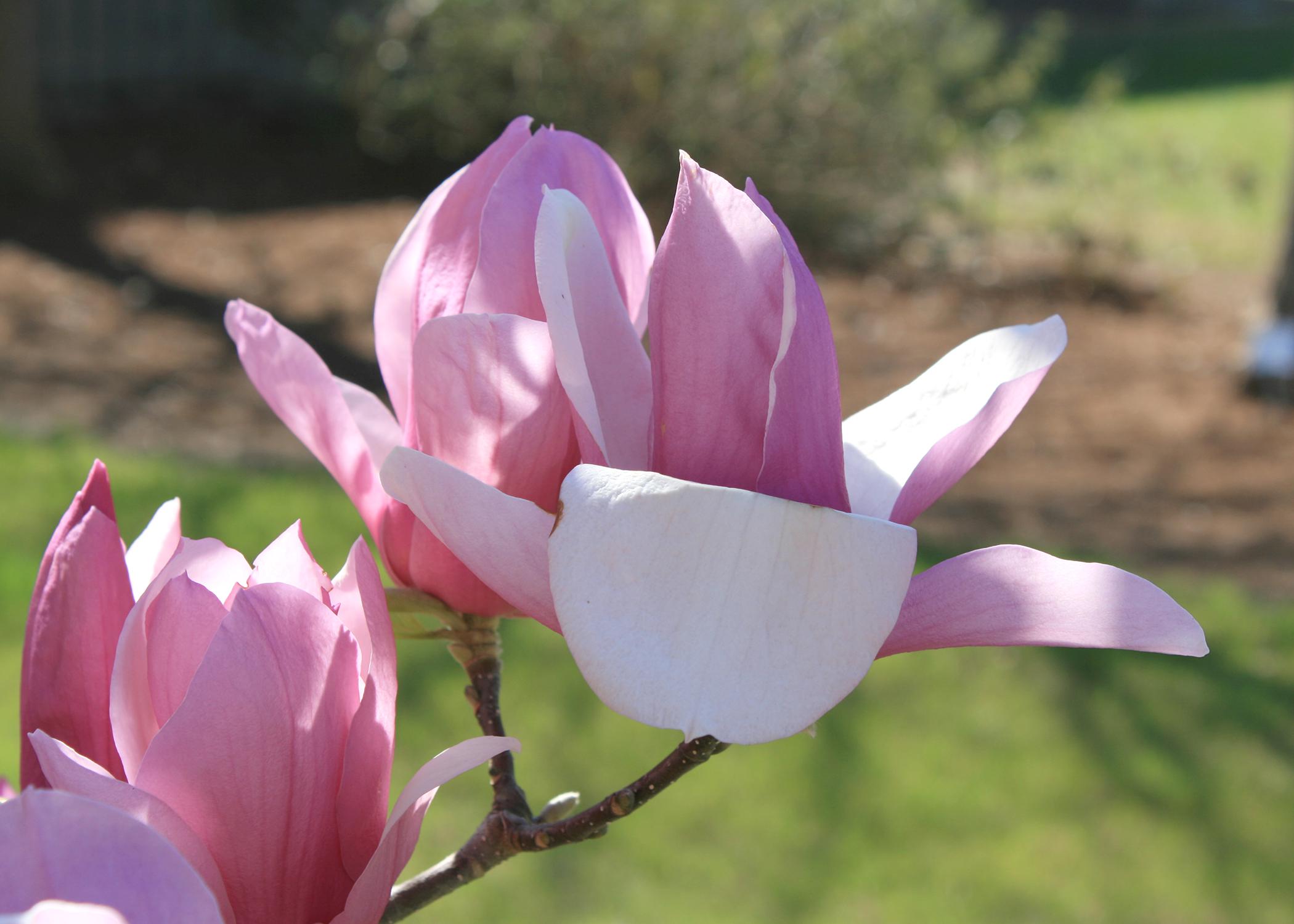 Some saucer magnolias can have blooms up to 10 inches across with colors ranging from white and pink to a bold purple. (Photo by MSU Extension/Gary Bachman)