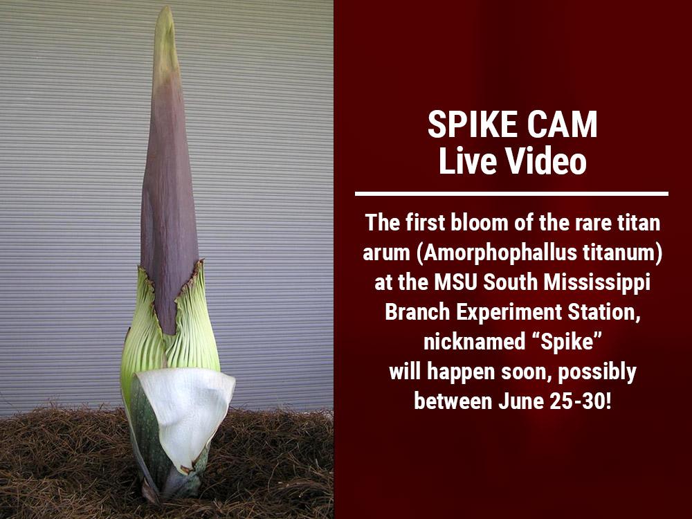 The first bloom of the rare titan arum (Amorphophallus titanum) at the MSU South Mississippi Branch Experiment Station, nicknamed “Spike”  will happen soon, possibly between June 25-30! 