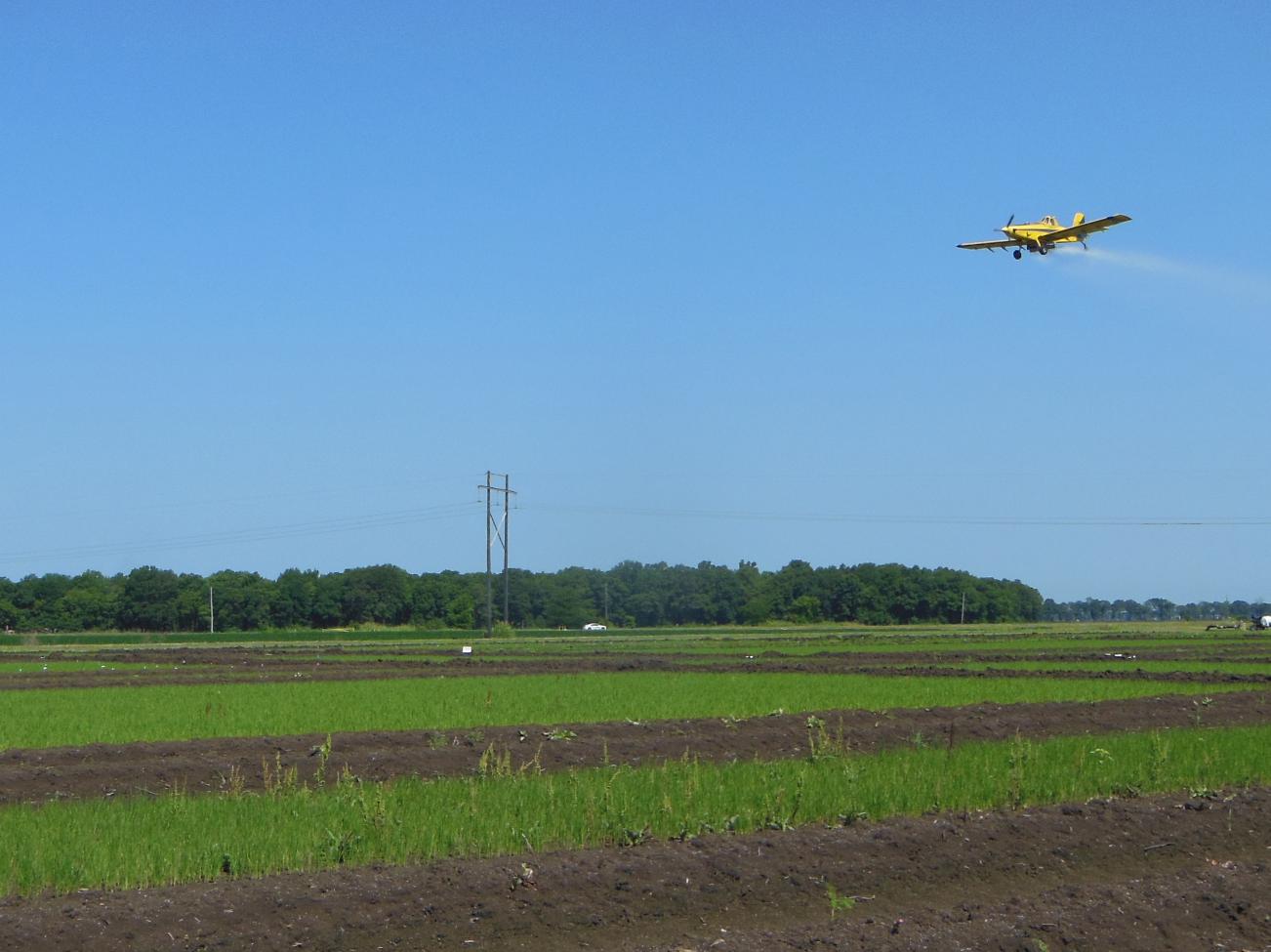 Nitrogen is applied to rice fields as urea, which is being sprayed by aerial application on this preflood field in Washington County, Mississippi, in June 2015. (Photo by MSU Extension Service/Lee Atwill)