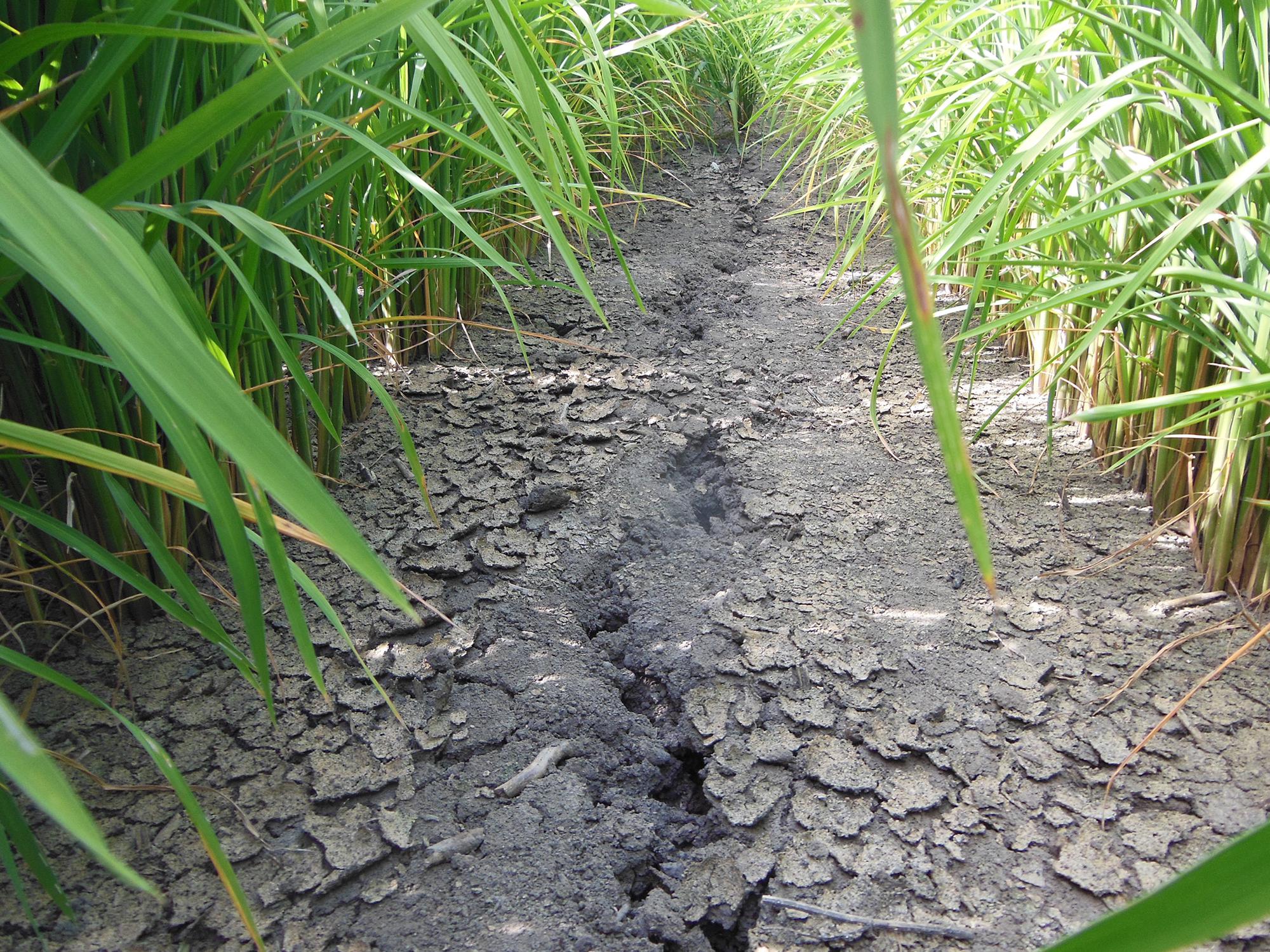 Alternating wet and dry rice production systems allow rice fields to dry to several inches below the surface before adding more water. Research shows such fields maintain yields while cutting water use dramatically. (Photo by MSU Extension Service/Lee Atwill)