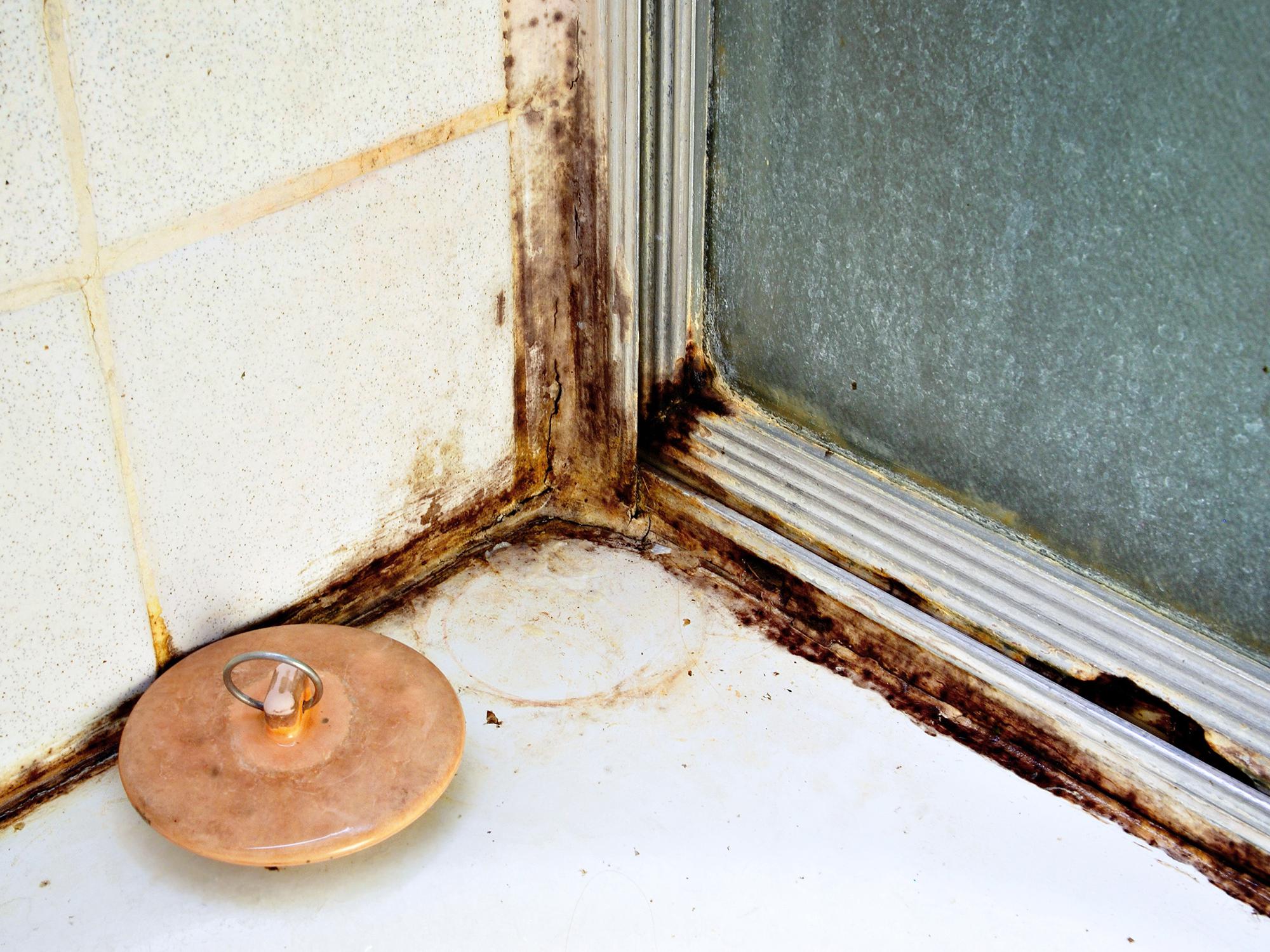 Mildew and mold growth can take place in damp areas of the home, including showers, sinks, bathrooms and kitchens. Clean damp areas, such as kitchens, bathtubs or under-sink cabinets, frequently to reduce mold-feeding spores and microbes. (Photo by Canstock)