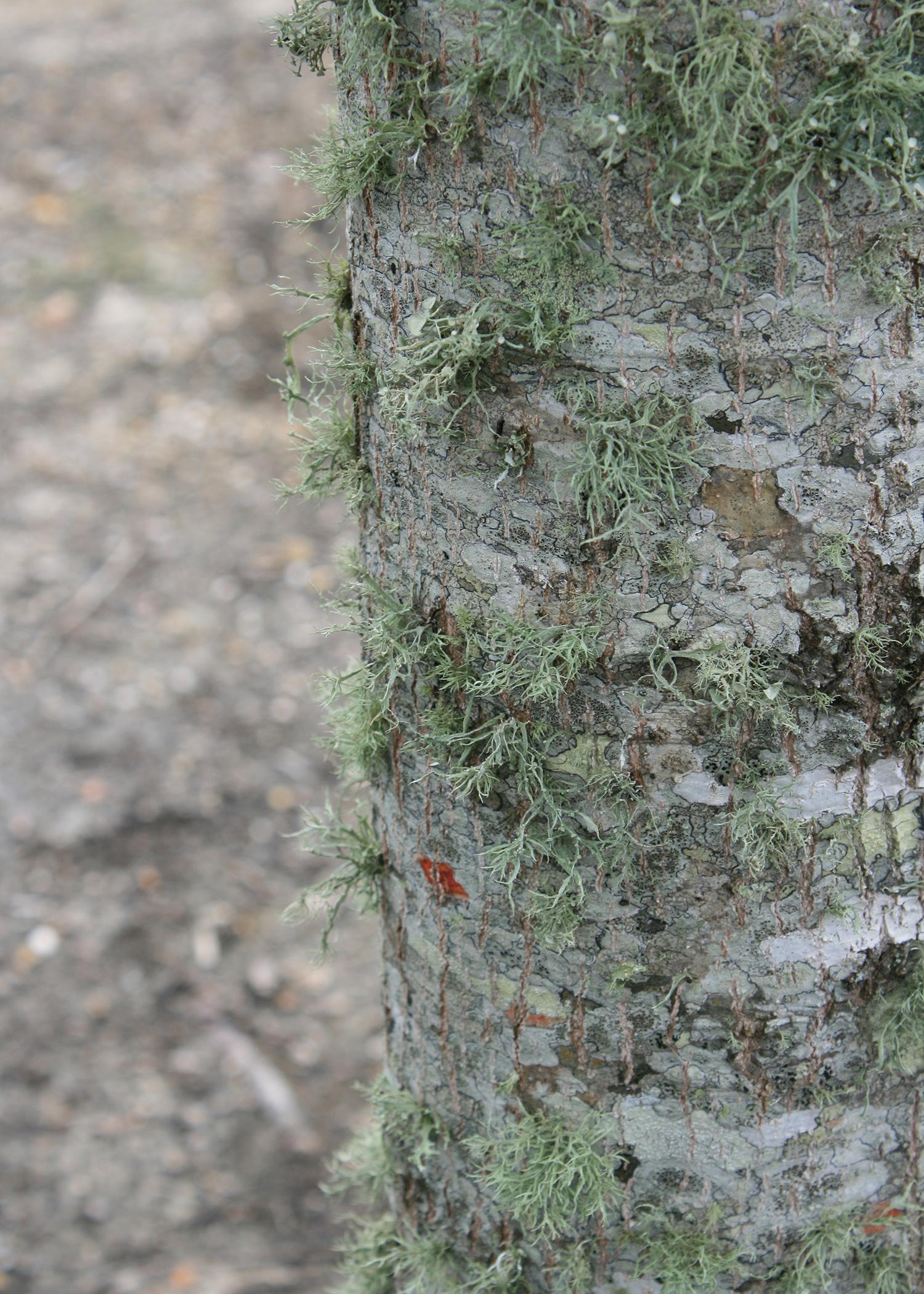 Lichens are harmless, opportunistic organisms that grow on hard outdoor surfaces, such as wooden fences, rocks and tree bark. A healthy plant has a canopy that discourages lichen growth. (Photo by MSU Extension Service/Gary Bachman)