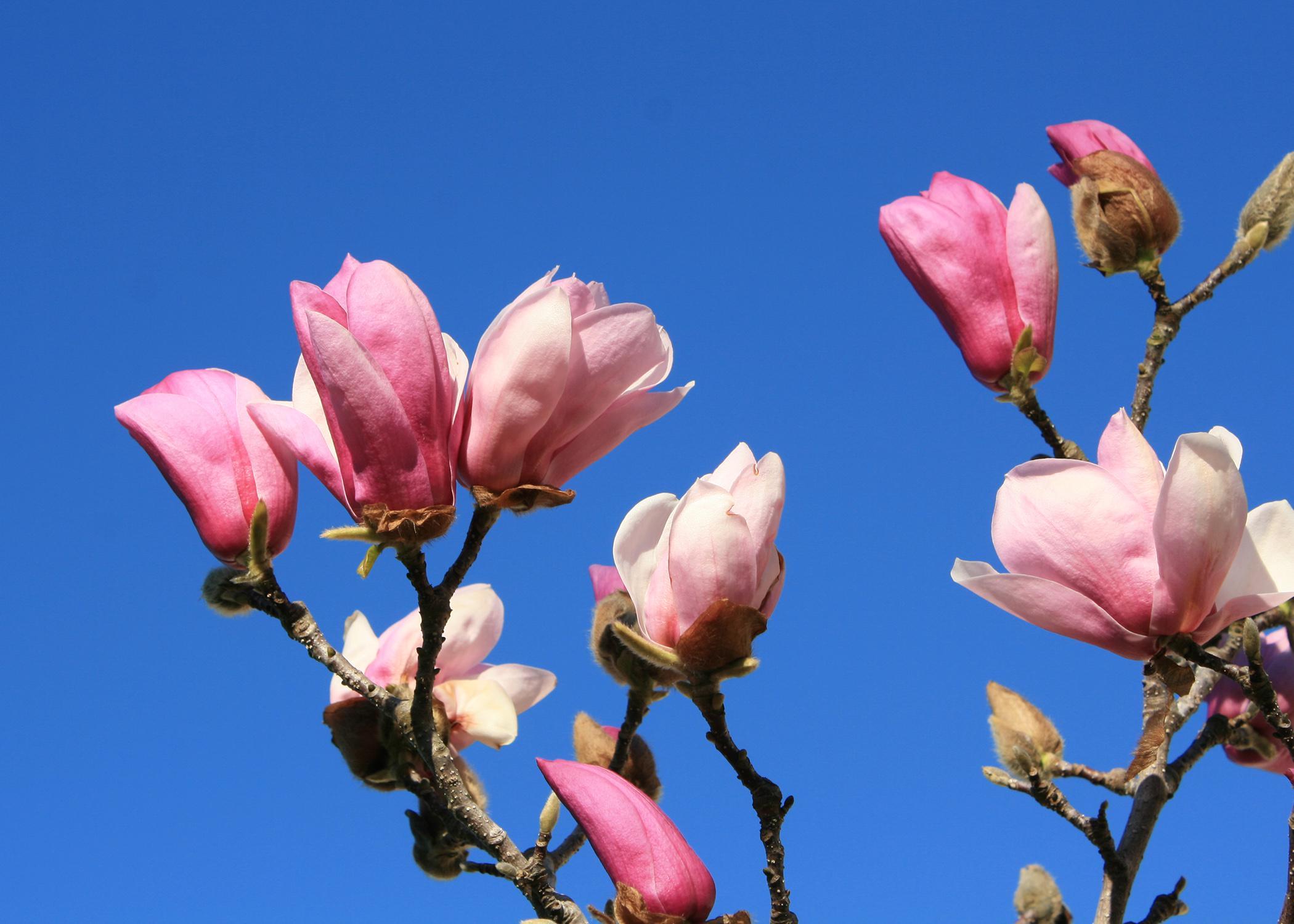 The buds and blooms of the saucer magnolia are fairly reliable early indicators of spring in Mississippi. (Photo by MSU Extension Service/Gary Bachman)